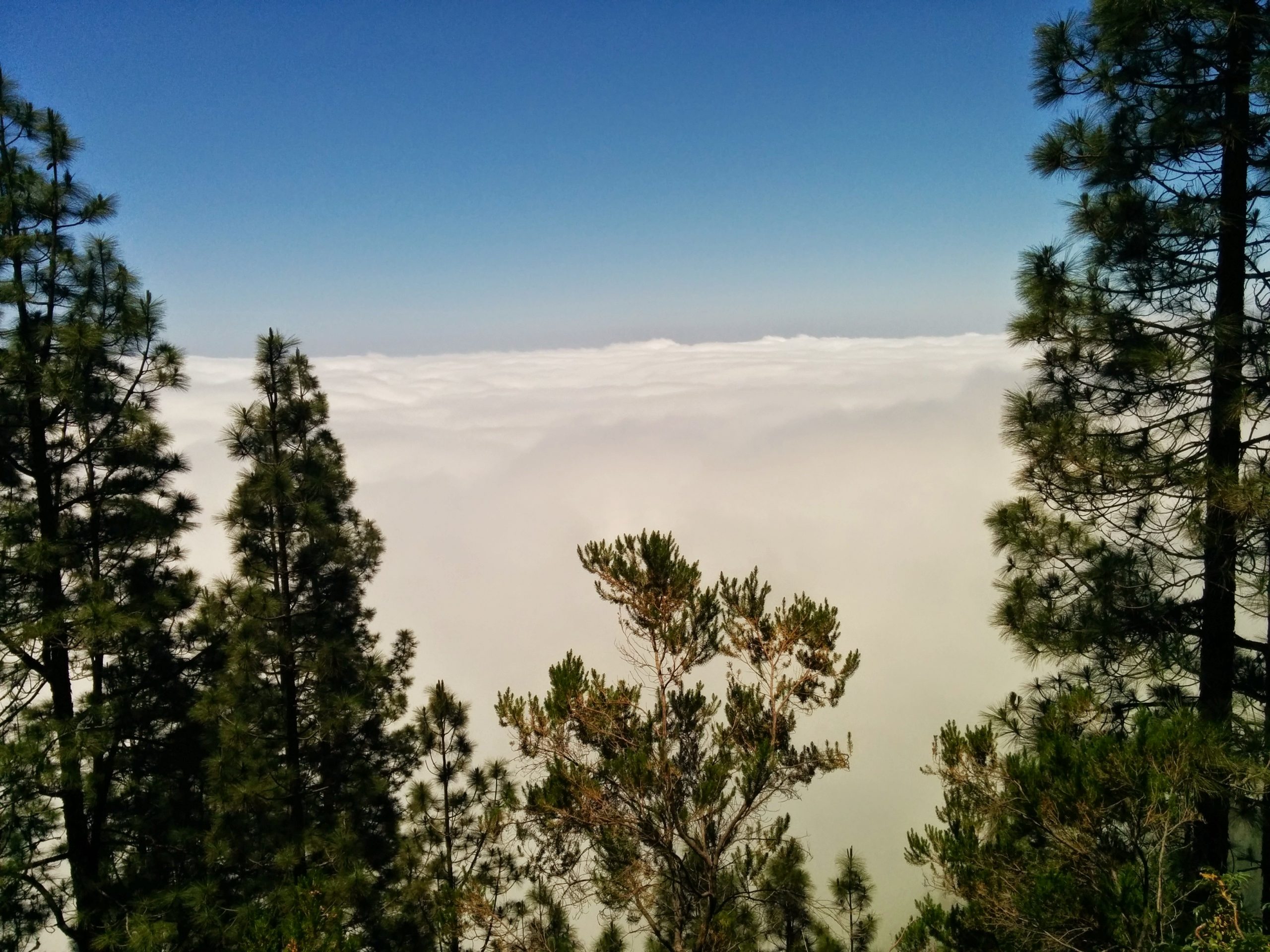Above Clouds Trees Tenerife
