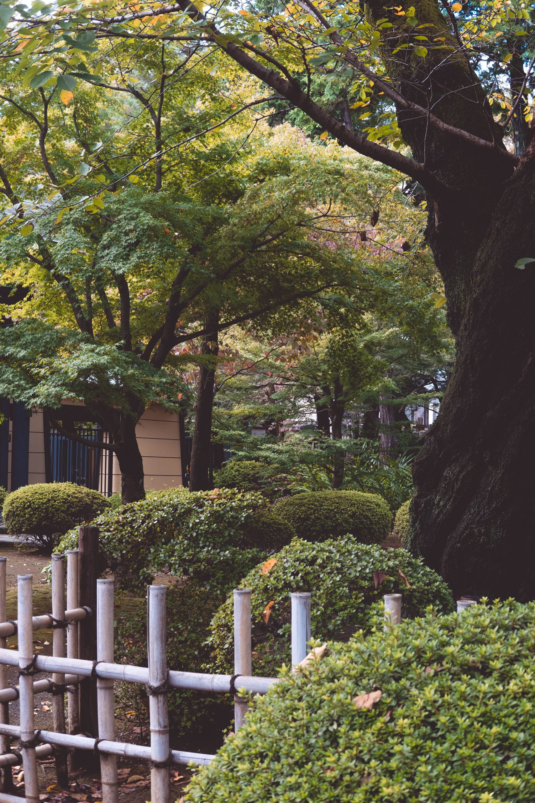 The beautiful green nature at Gotokuji temple Tokyo