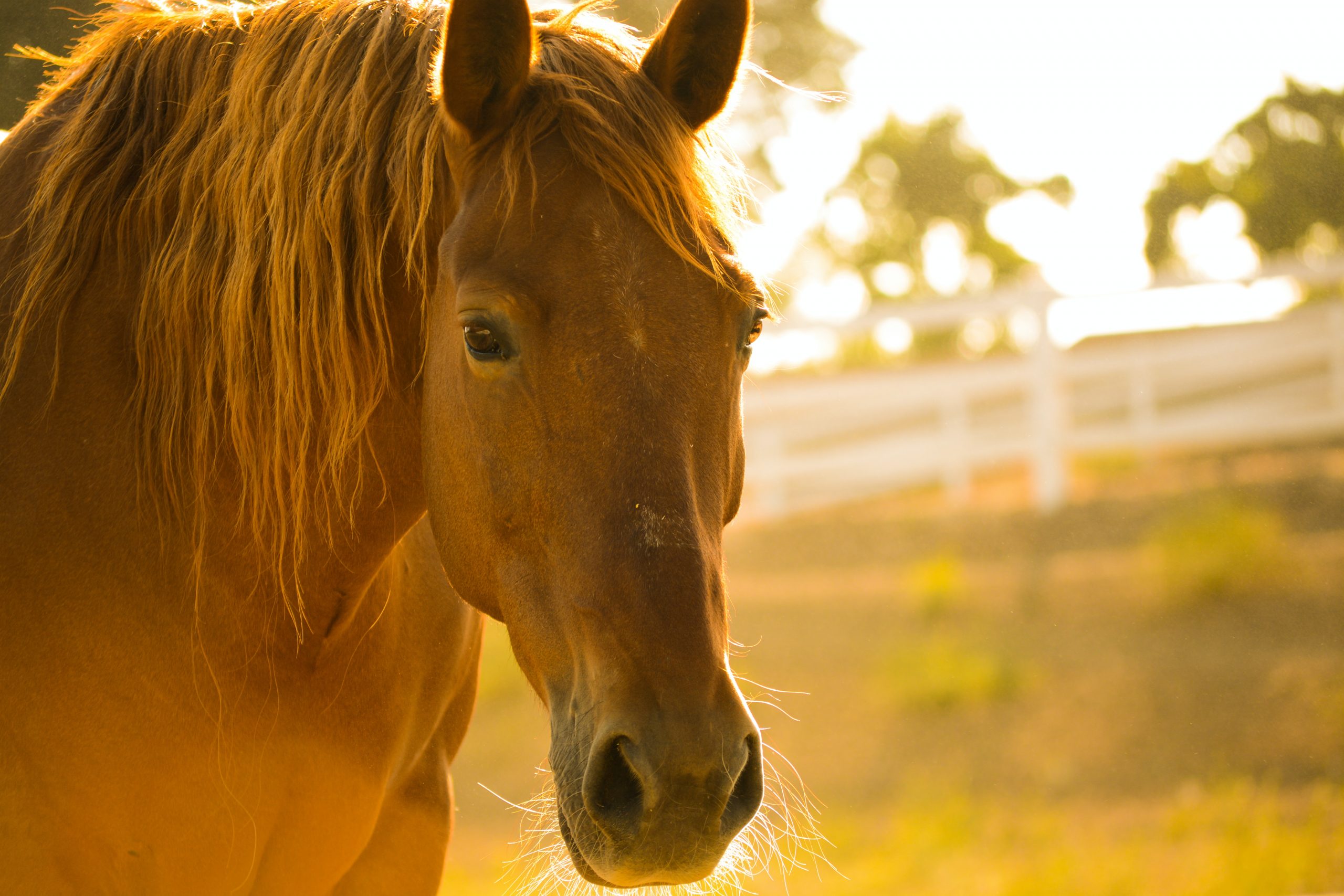 Appleby Horse Fair in the summer