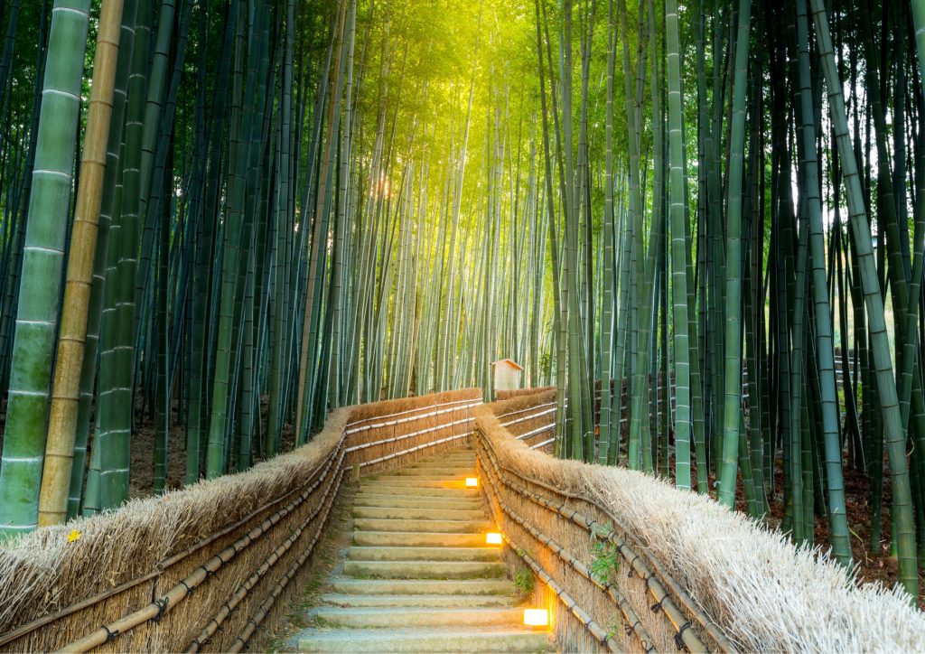 Arashiyama bamboo forest in Kyoto Japan