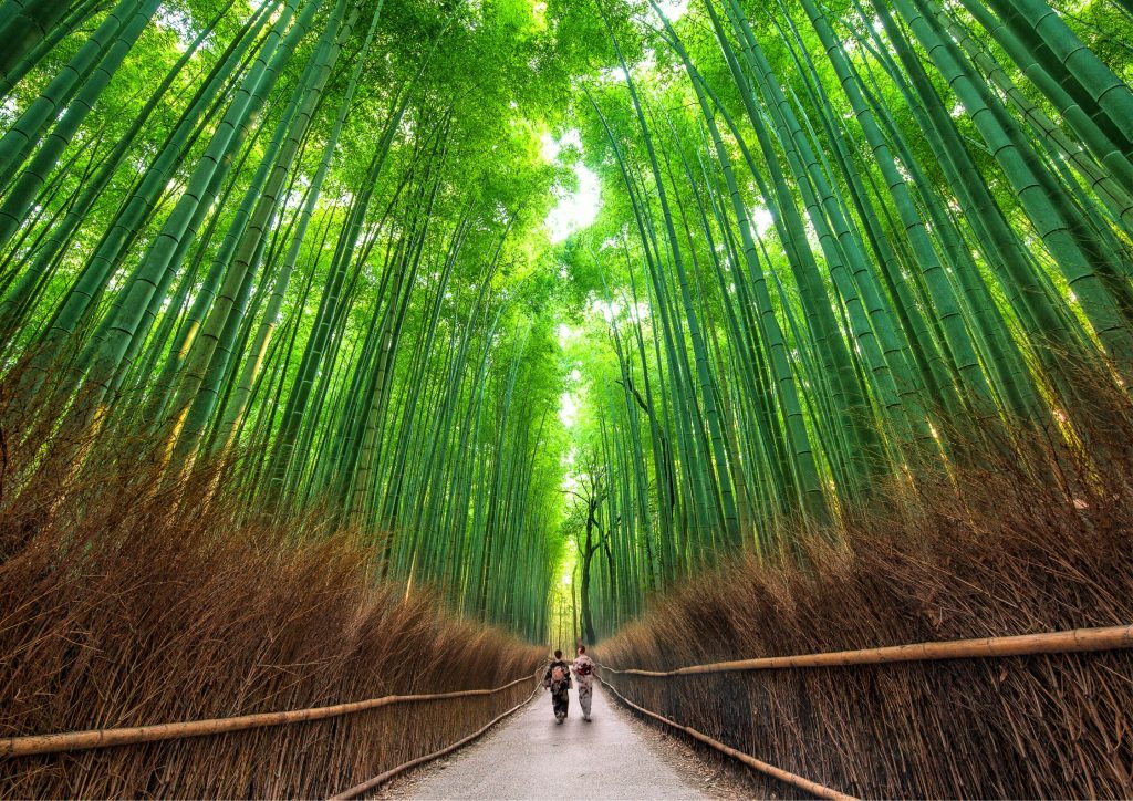 Two women in yukatas walking in the Arashiyama bamboo forest