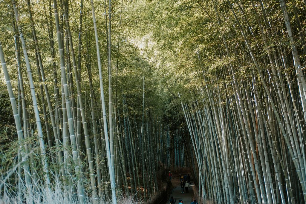 Walking through the Arashiyama bamboo forest