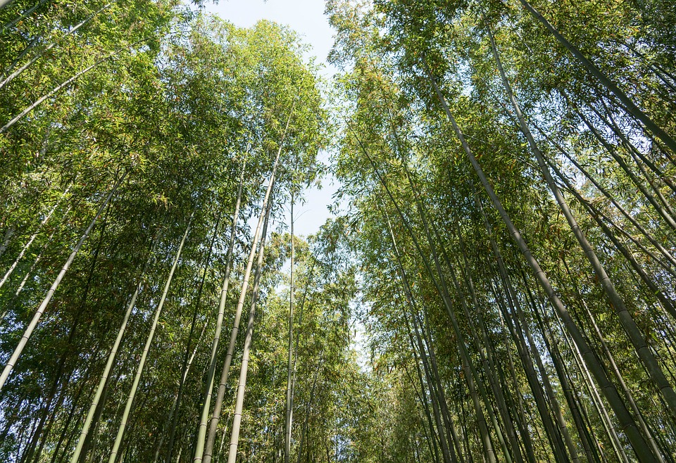 Arashiyama Kyoto Bamboo Forest Canopy