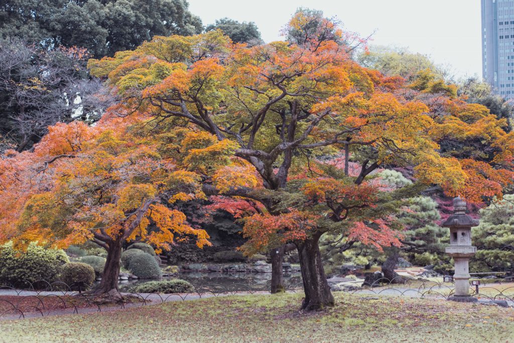 Autumn Leaves Koyo in Shinjuku National Garden, Tokyo, Japan