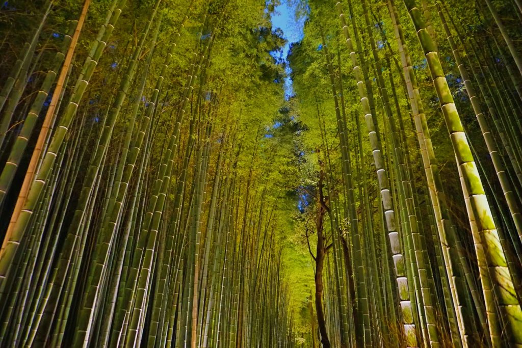 Arashiyama Bamboo Forest at night, illuminated during the December Hanatouro festival ©Cory Varga