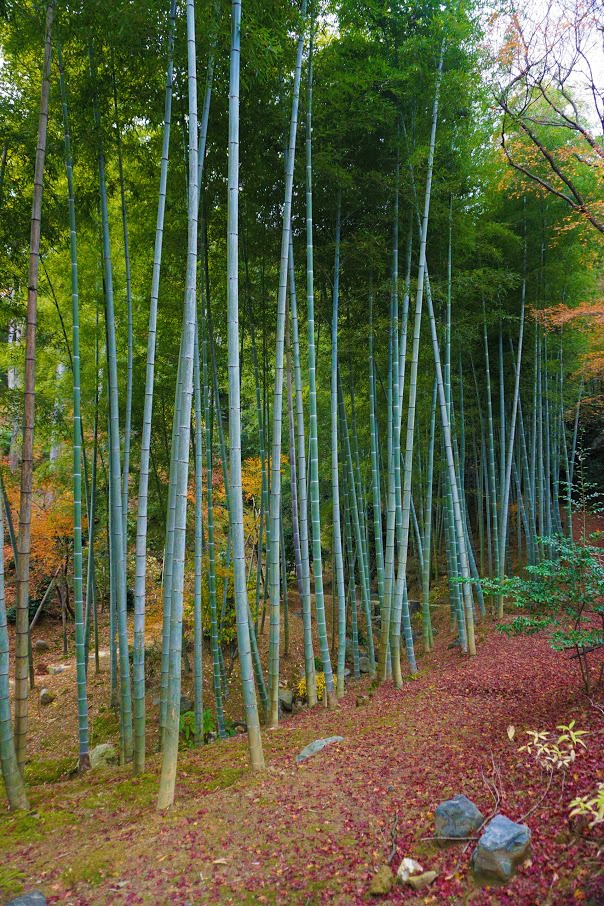 Bamboo Grooves Kyoto