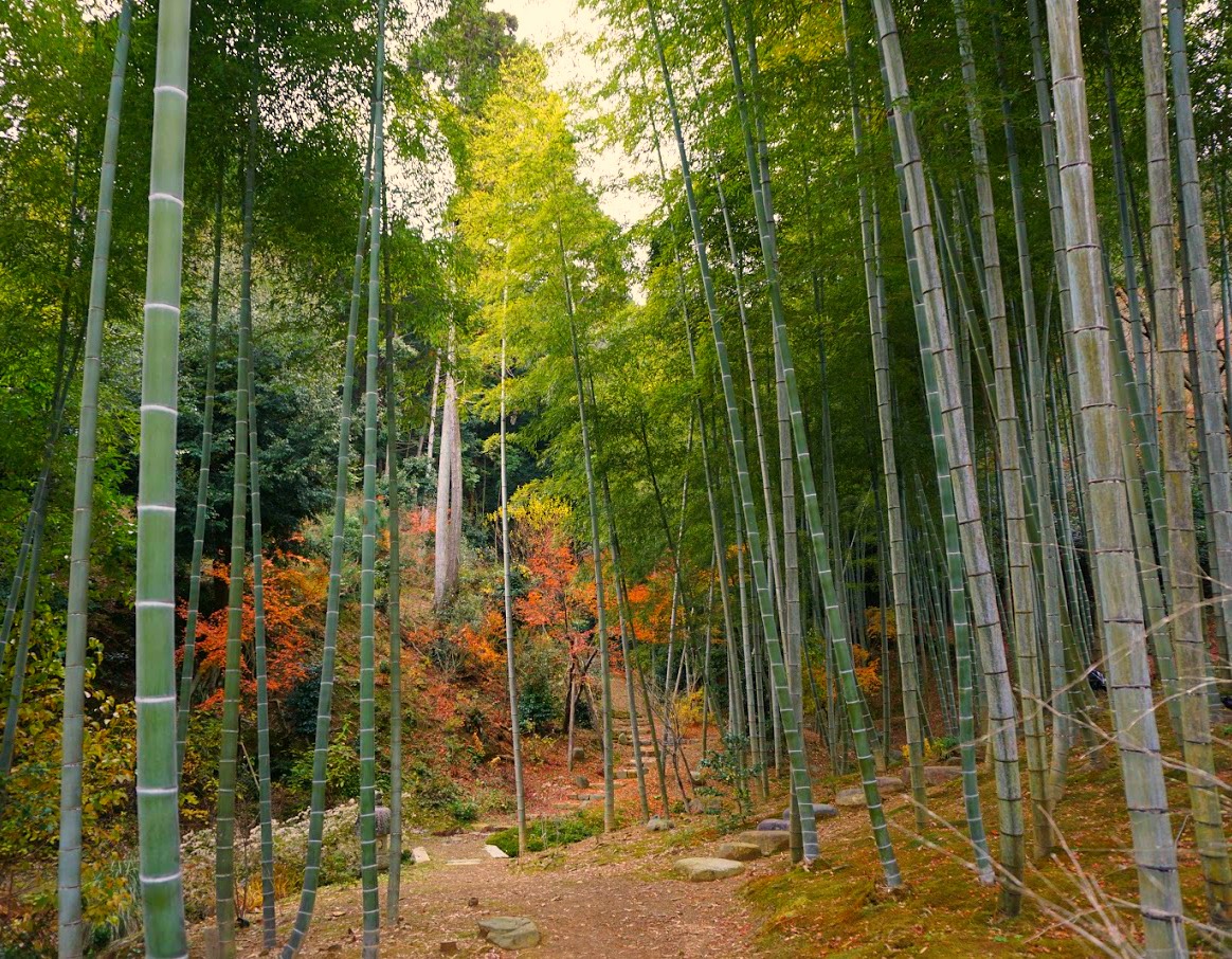 Beautiful Forest Japan