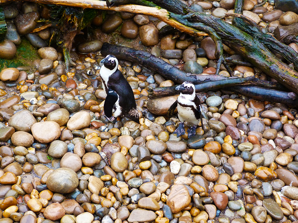 Bristol Zoo Penguins
