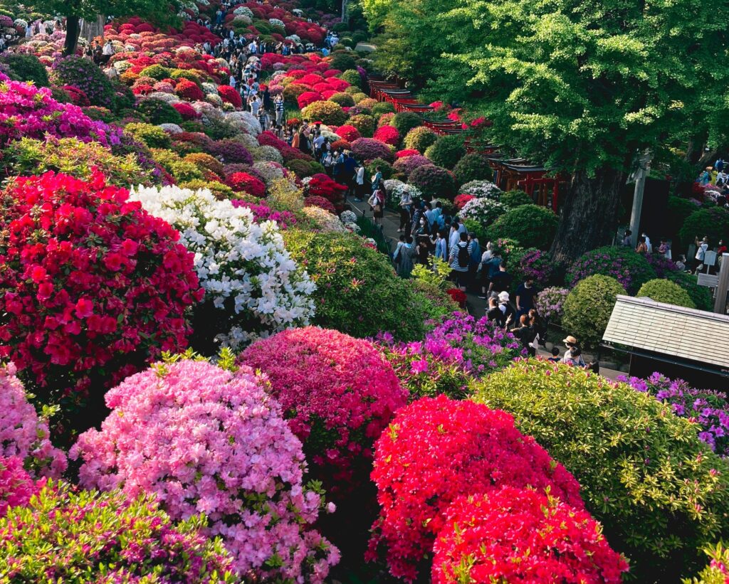 Bunkyo Azalea Festival at Nezu Shrine