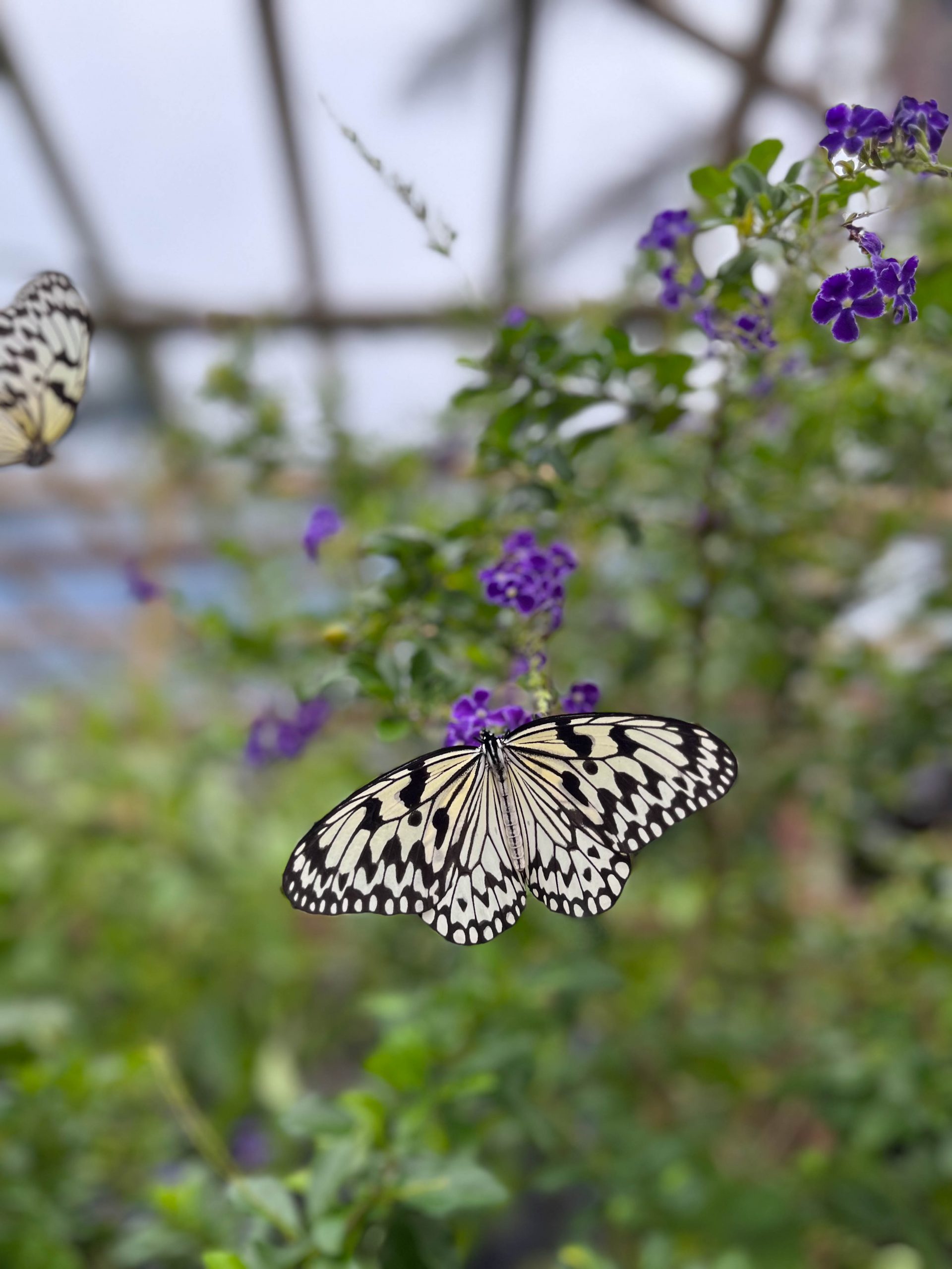 Beautiful butterflies at Nago pineapple park