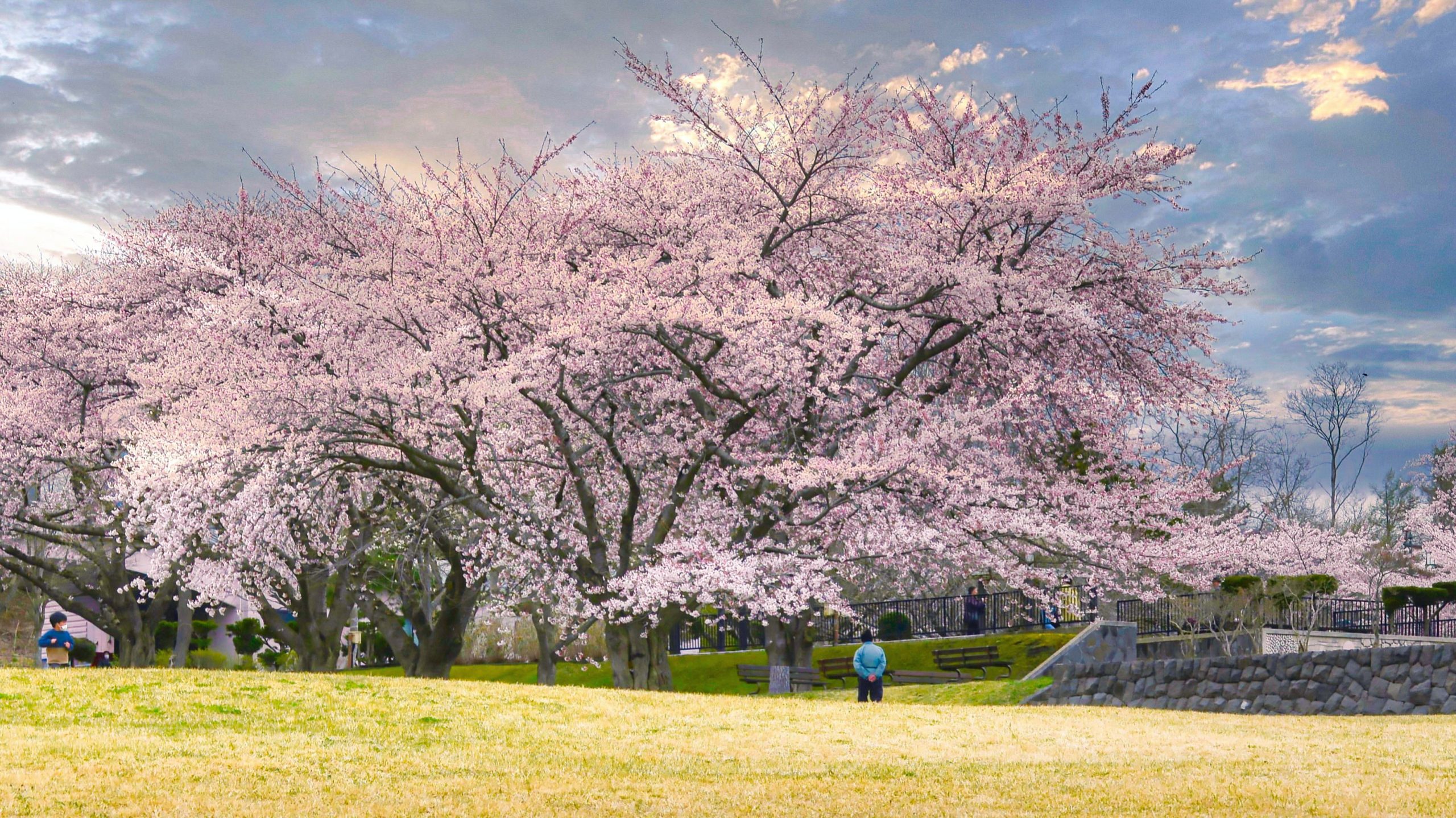Beautiful cherry blossoms in Spring in Hokkaido
