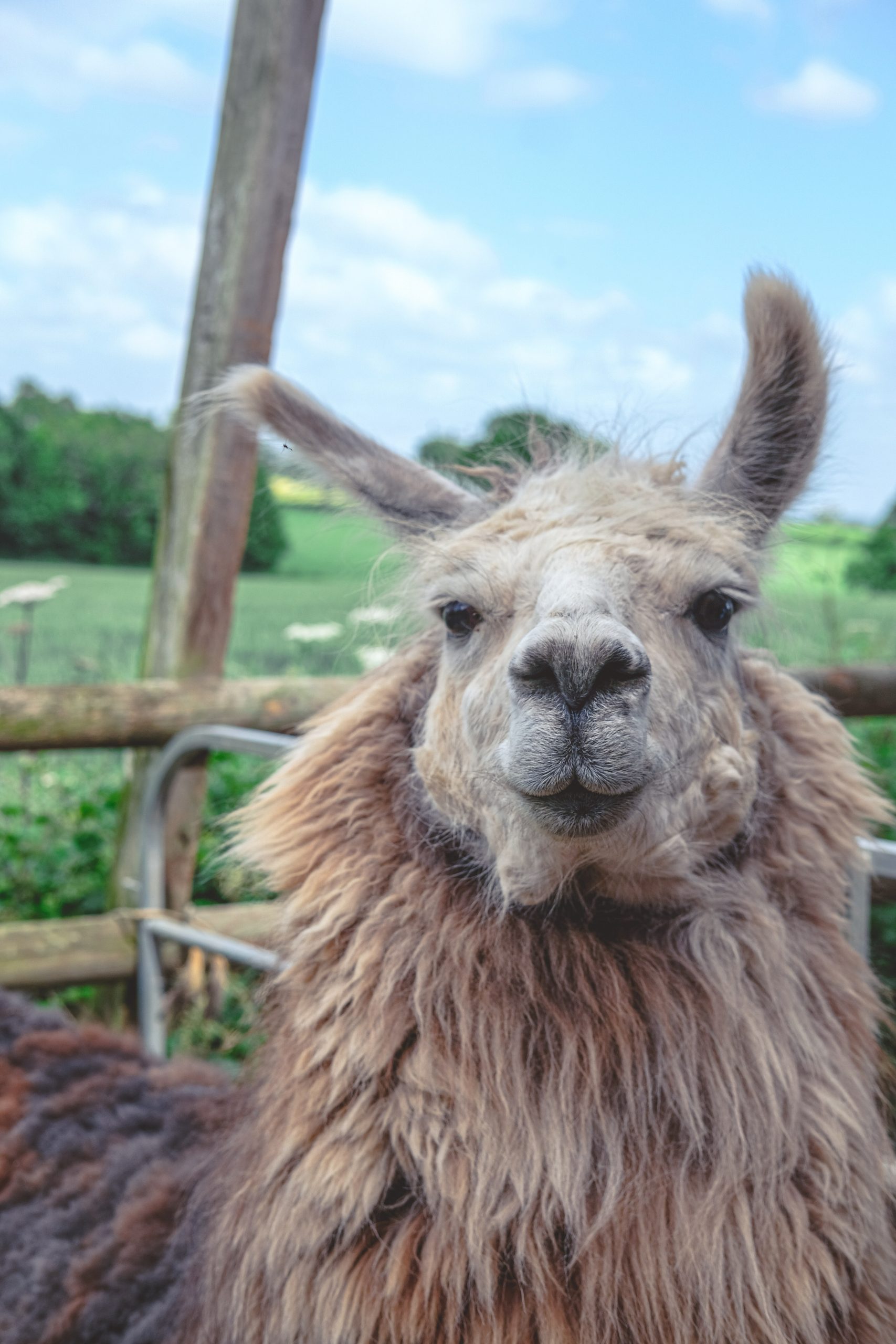 Beautiful Dylan at Llama farm in Gloucestershire