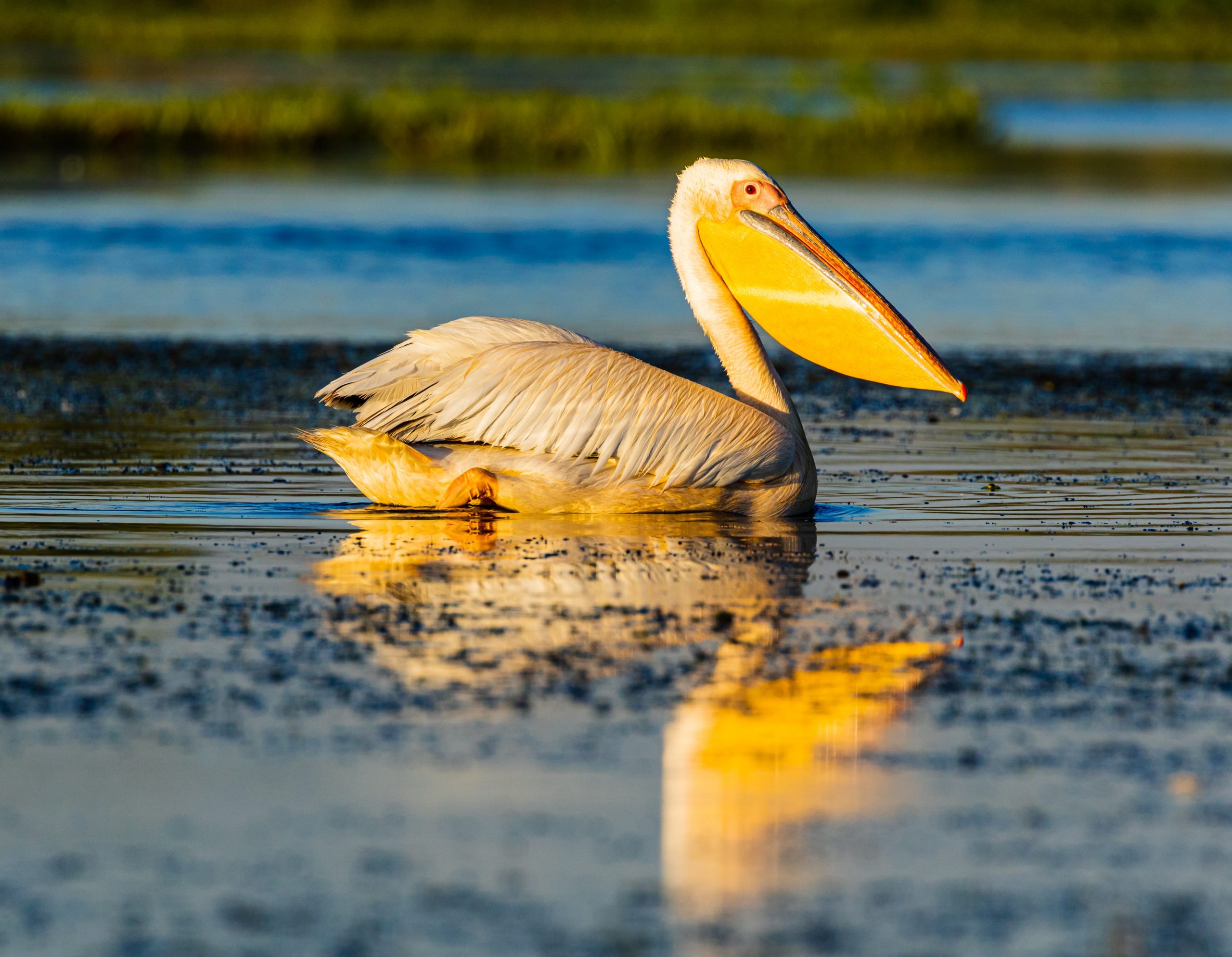 Danube Delta is one of the most incredible places to visit in Romania - full of fauna and incredible species of plants