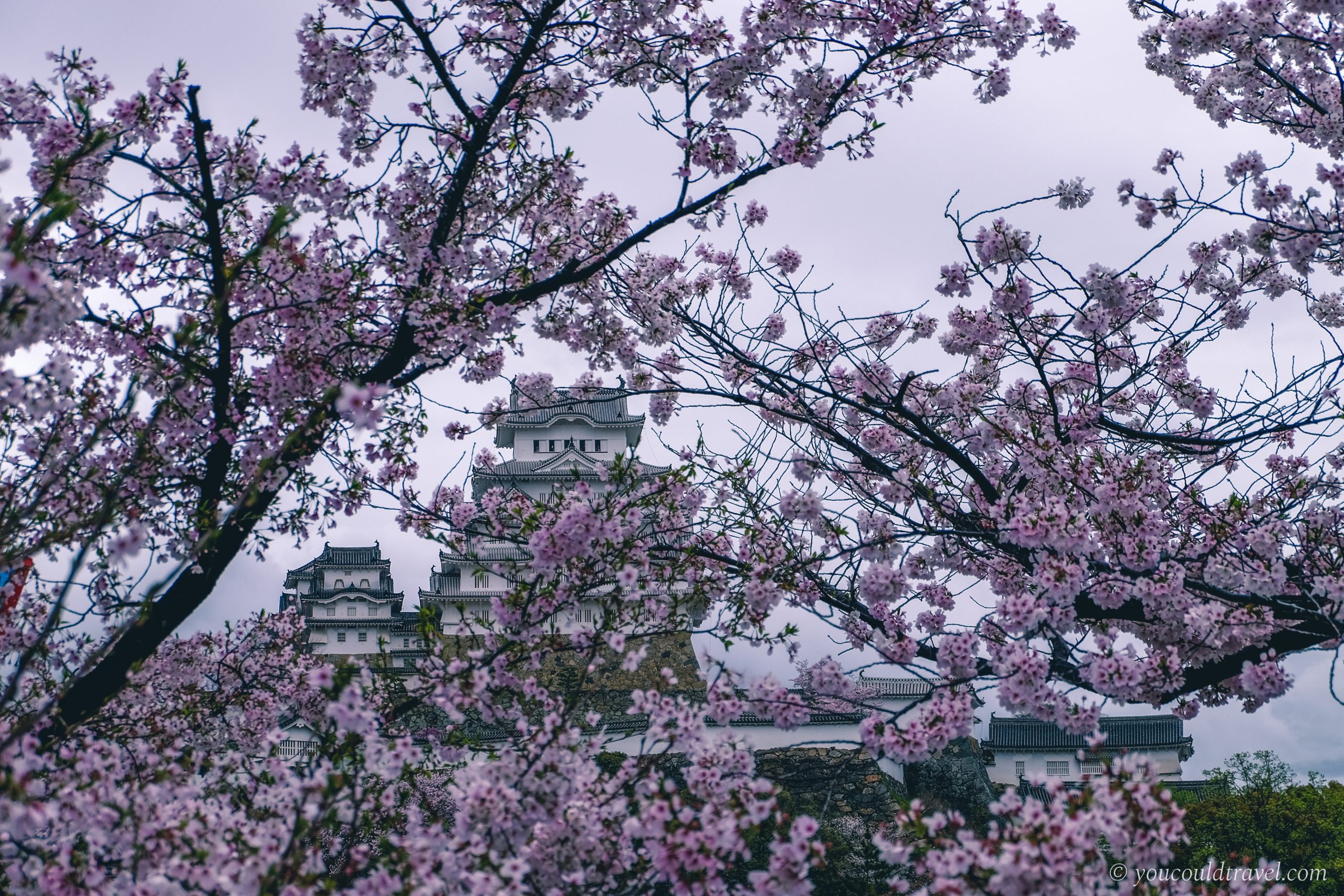 Beautiful Himeji Castle during the sakura season in Japan