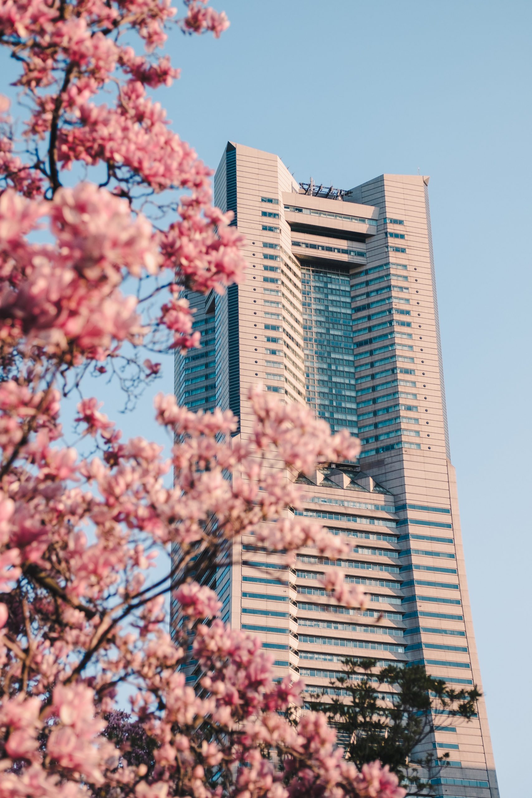 Beautiful landmark tower with cherry blossoms