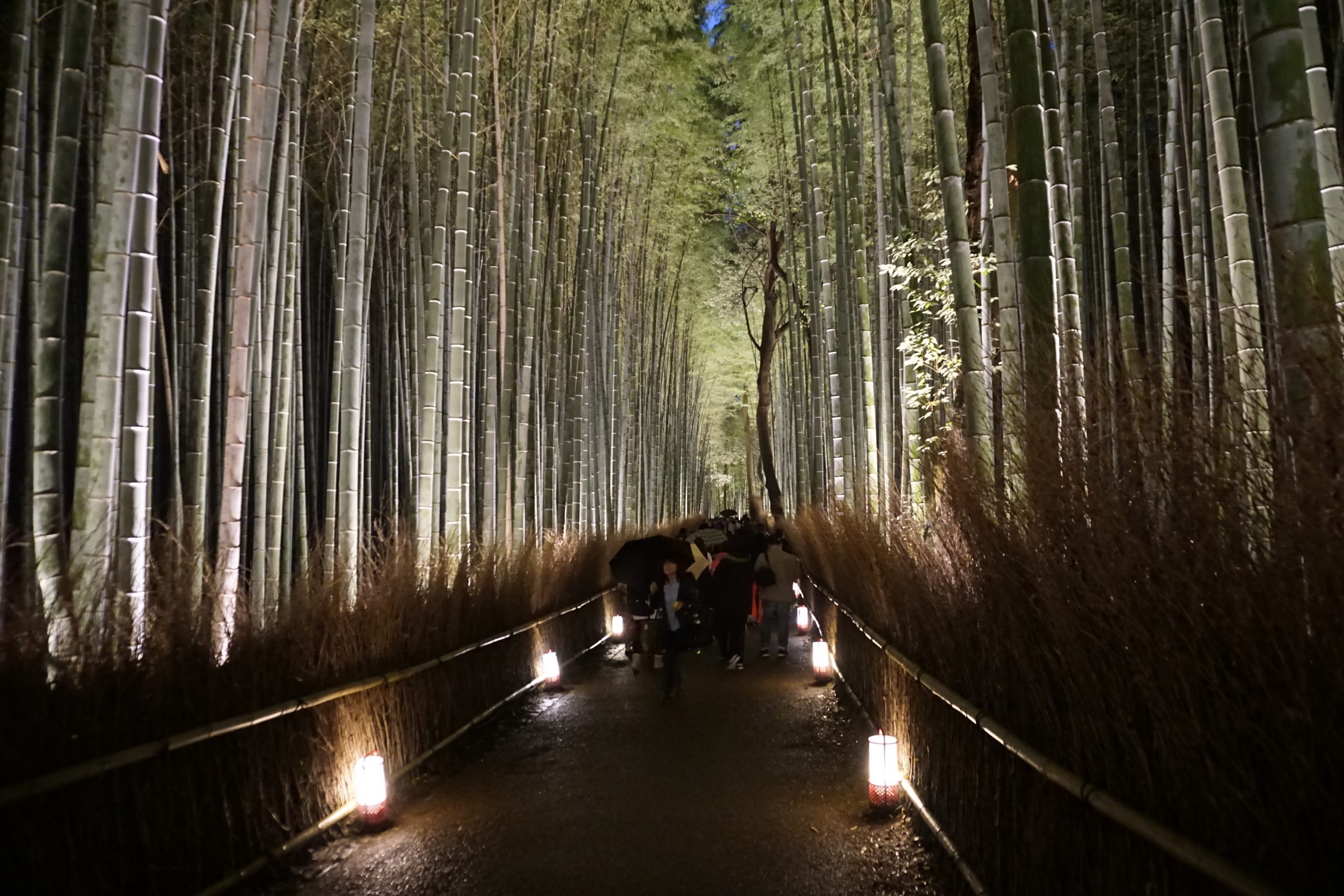 Beautiful lights in Kyoto at Arashiyama bamboo forest in December