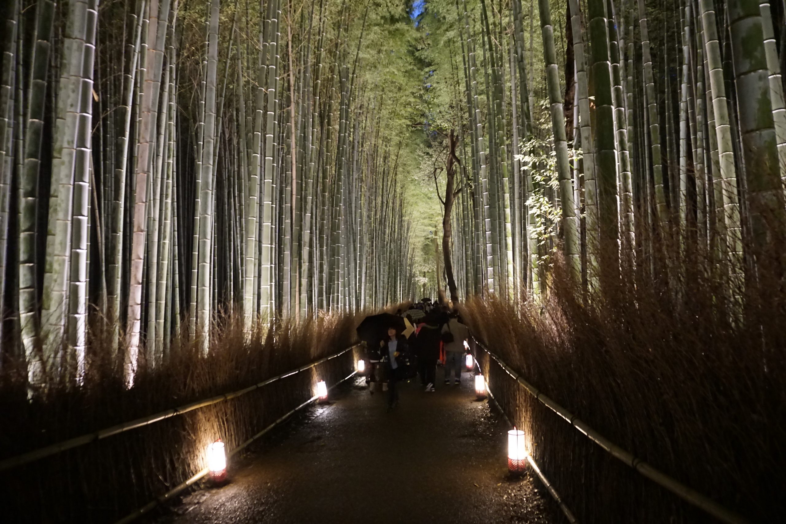 Beautiful lights in Kyoto at Arashiyama bamboo forest in December Beautiful lights in Kyoto at Arashiyama bamboo forest in December