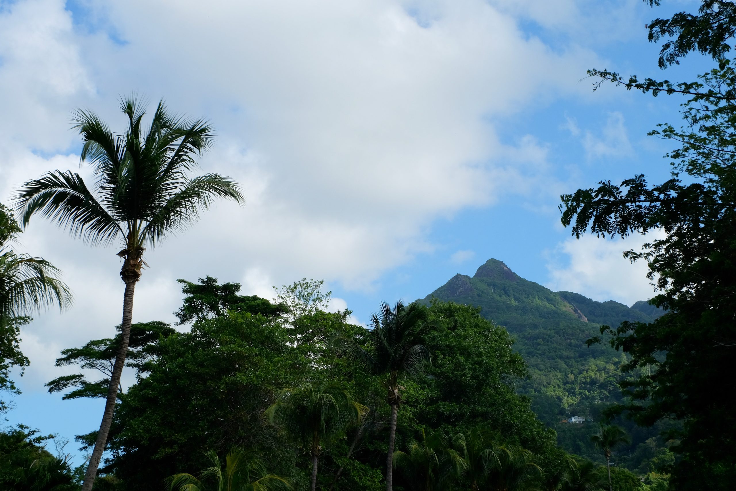 Beautiful lush vegetation Mahe