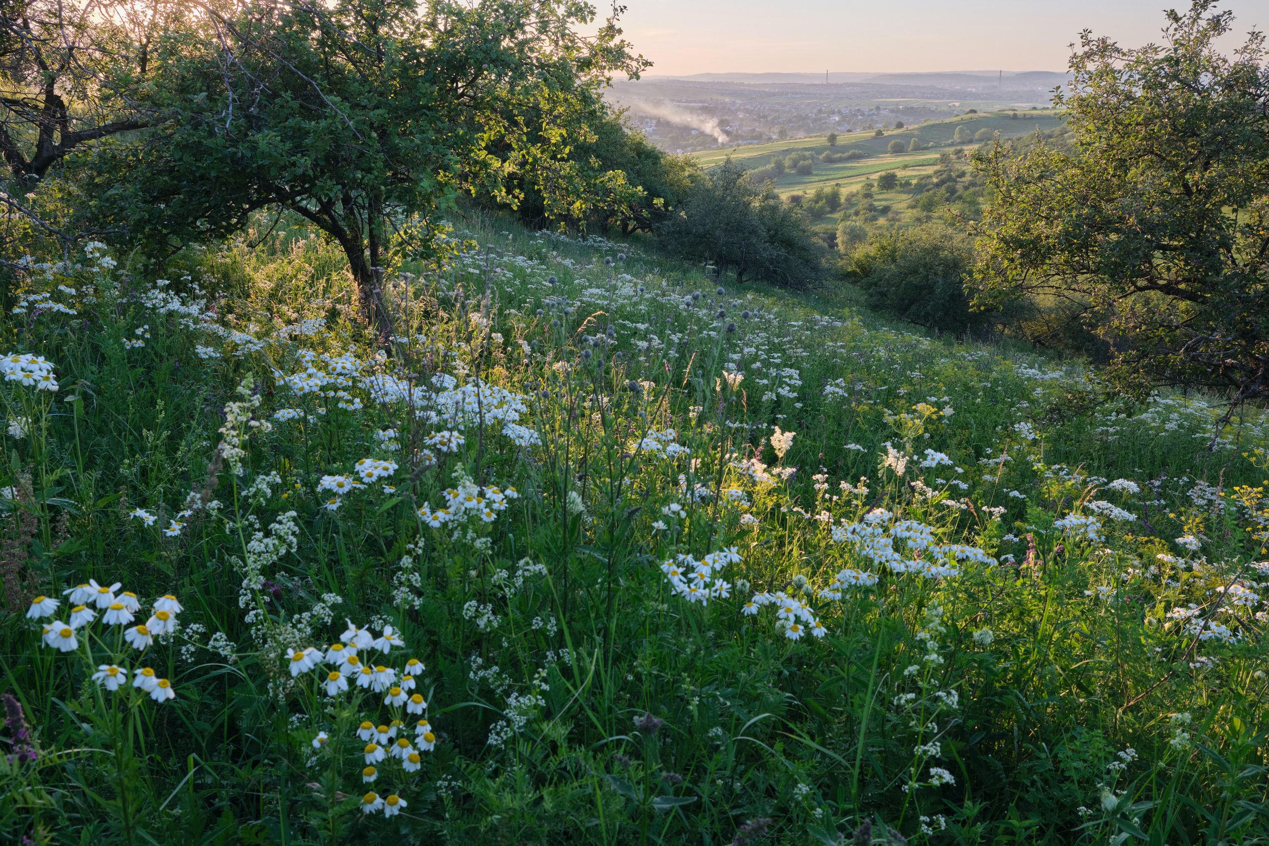 Beautiful meadow in Suceava Romania