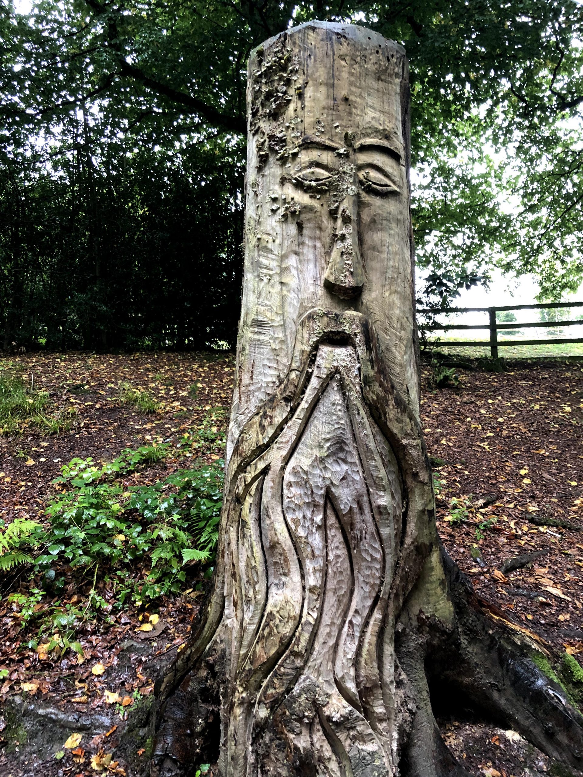 Beautiful old tree sculpture in Old Mother Shipton Cave attraction