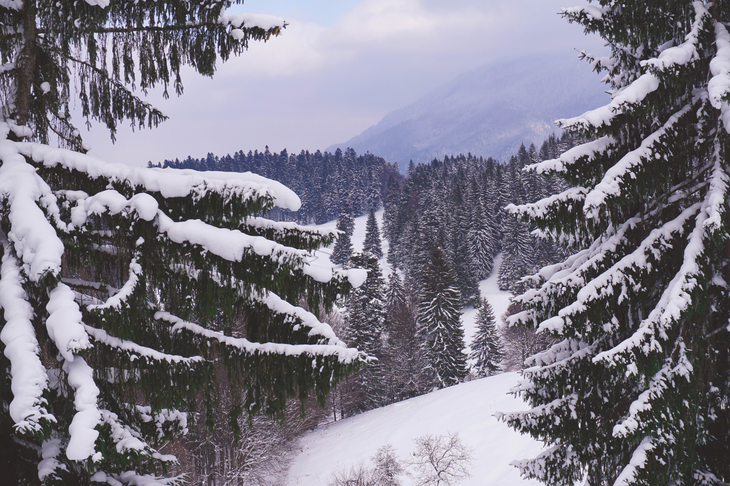 Beautiful pine trees in Poiana Brasov - Romanian mountains