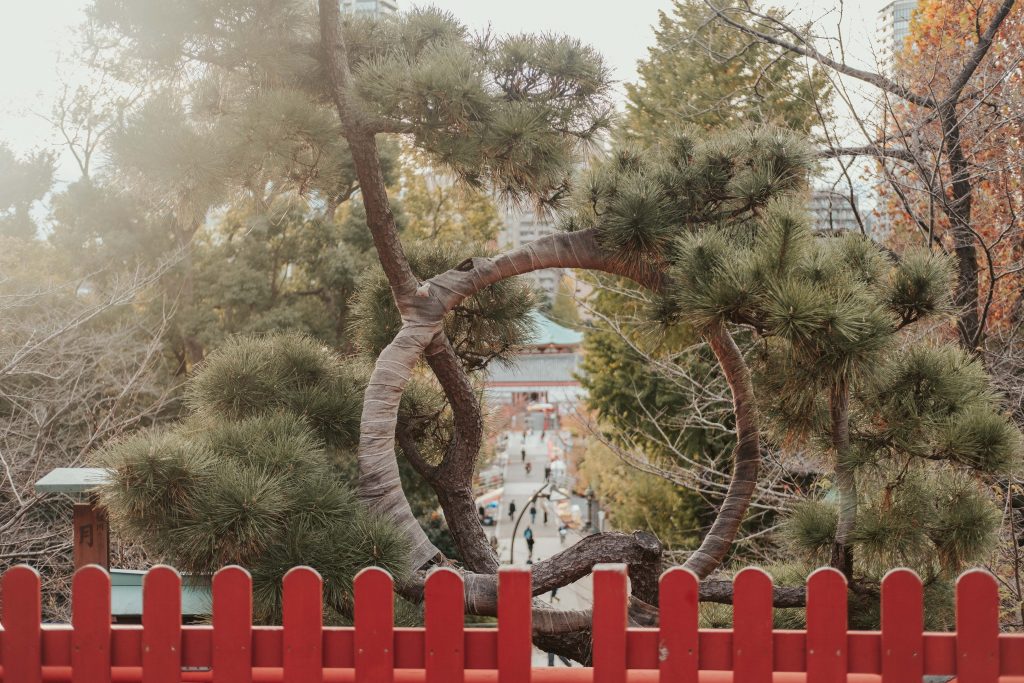 Beautiful round Moon Pine tree in Ueno Park