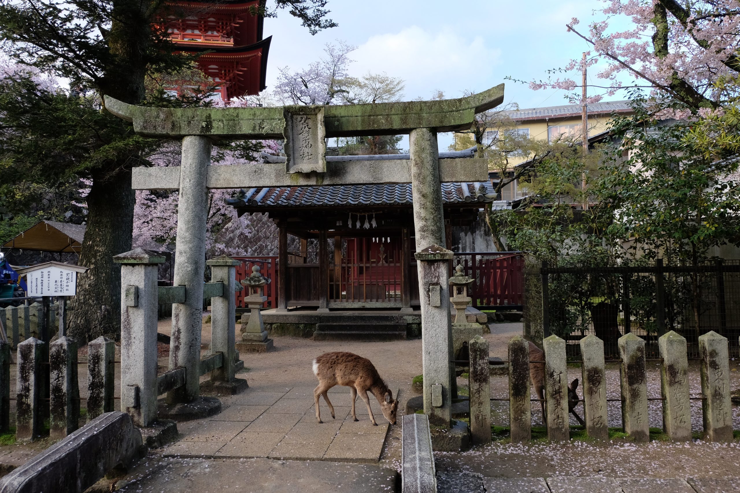 Beautiful tamed deer in front of a shrine on Miyajima island
