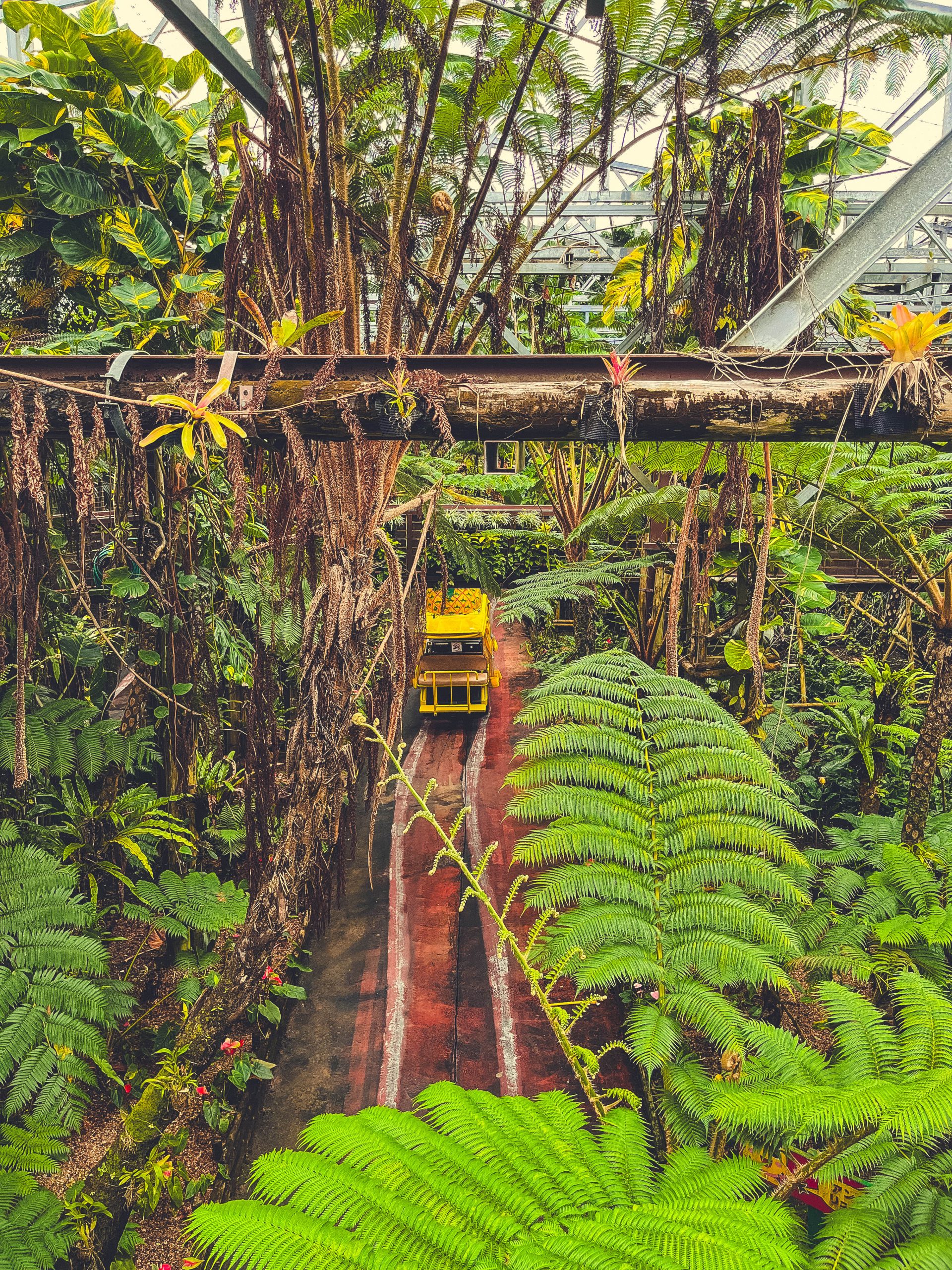 Beautiful tropical vibes at Nago Pineapple park, with the self driving pineapple cart photographed from above