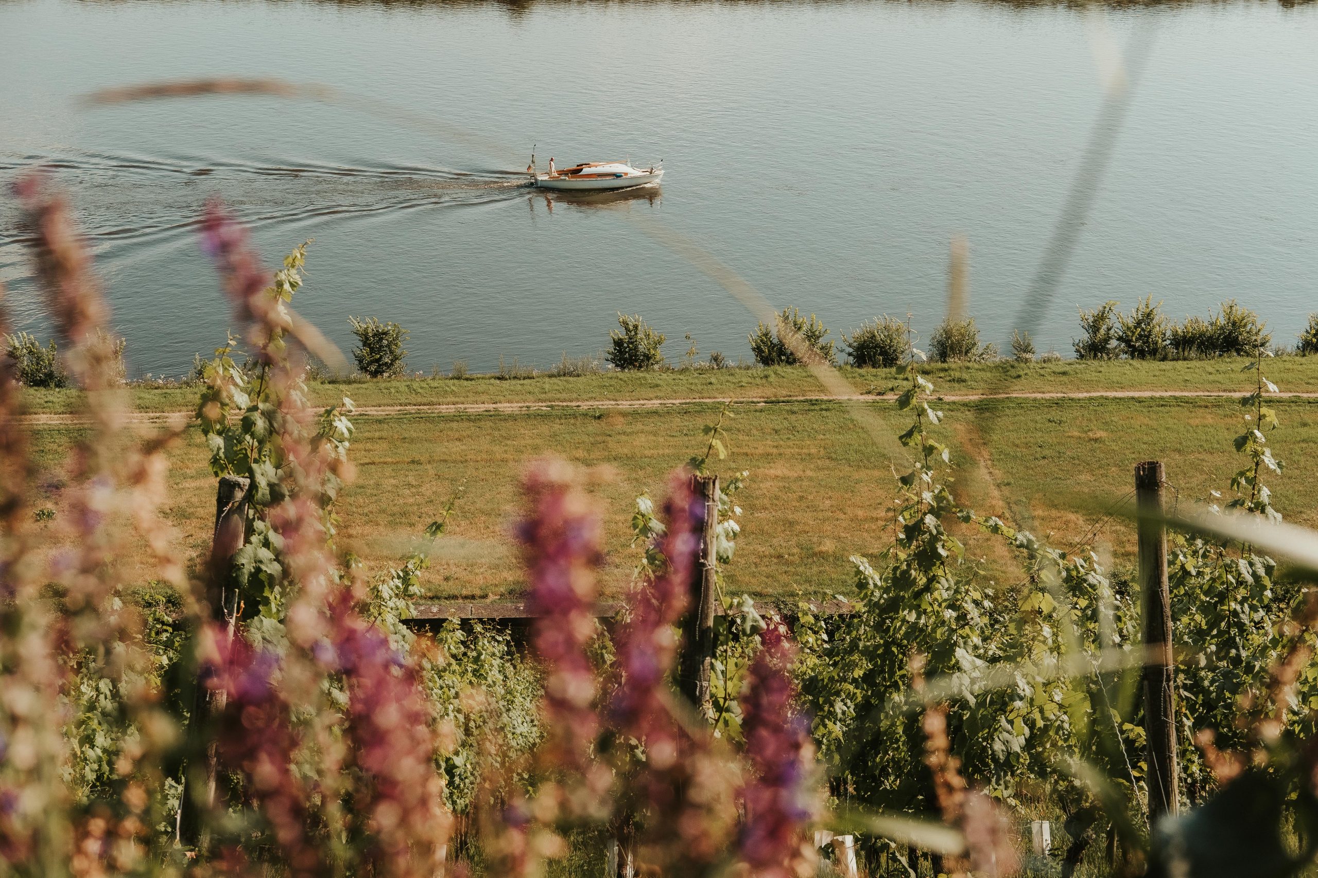 Beautiful views from Dresden vineyard Beautiful views from Dresden vineyard