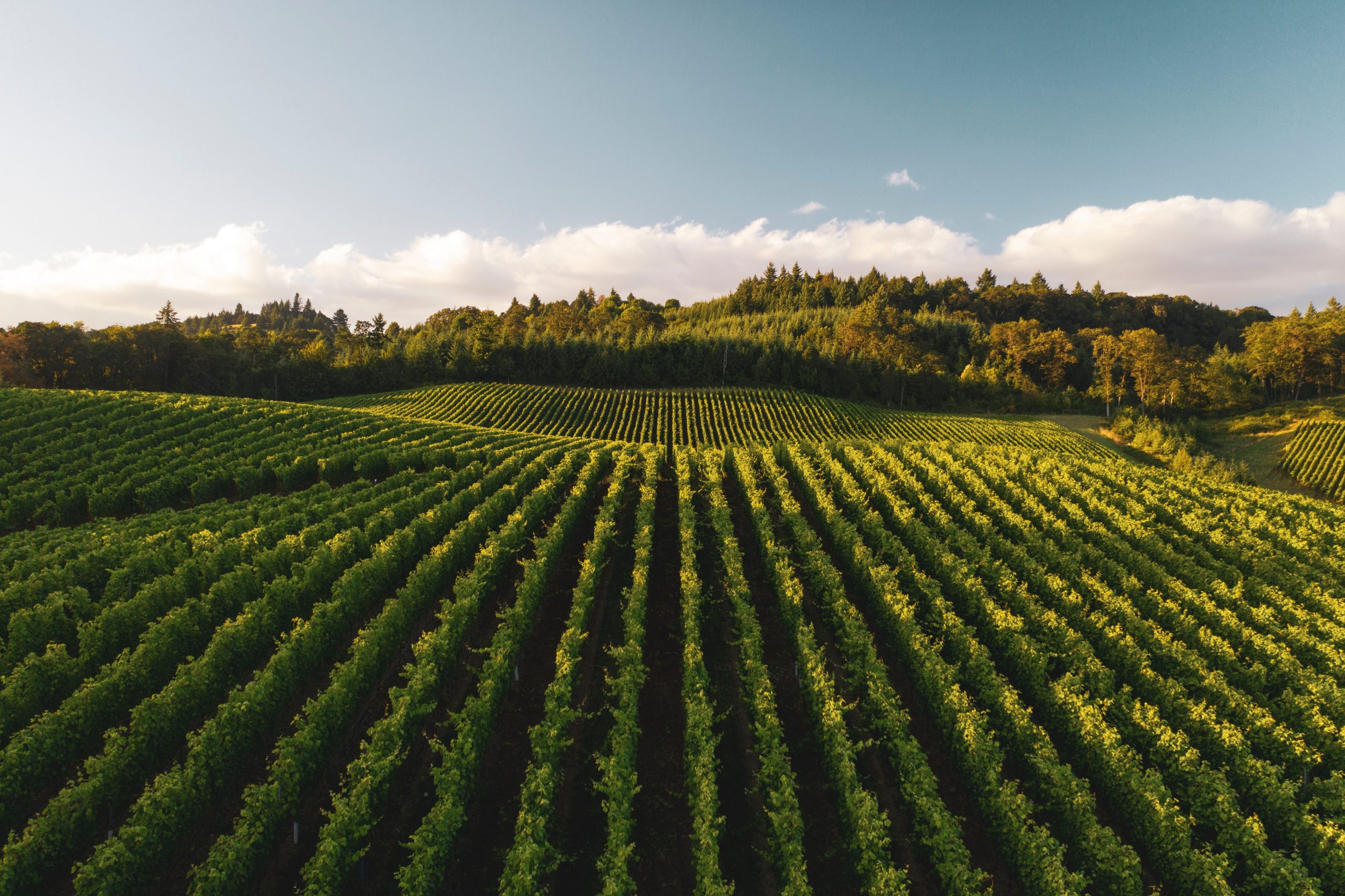 Beautiful wine country Beautiful wine country