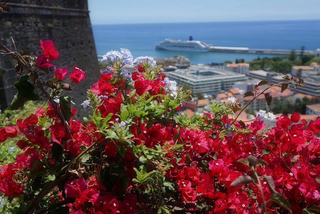 Beyond Madeira Cake Funchal Streets