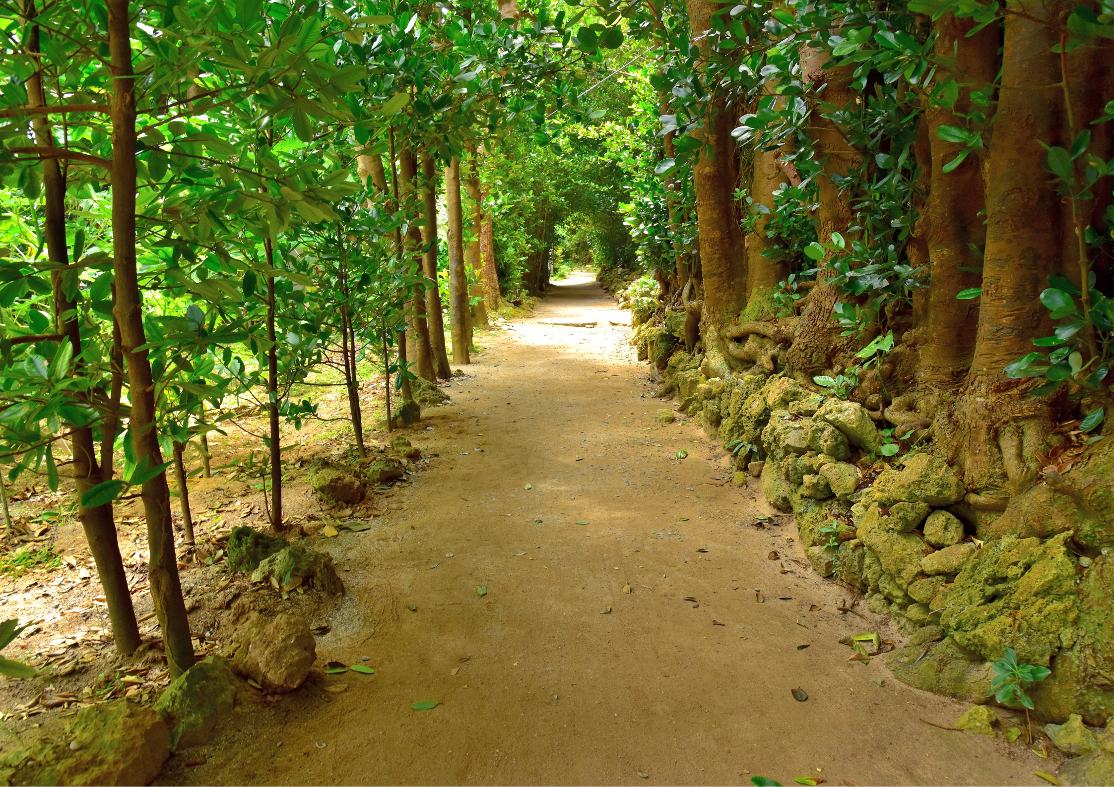 Bise Fukugi Tree Avenue in Okinawa