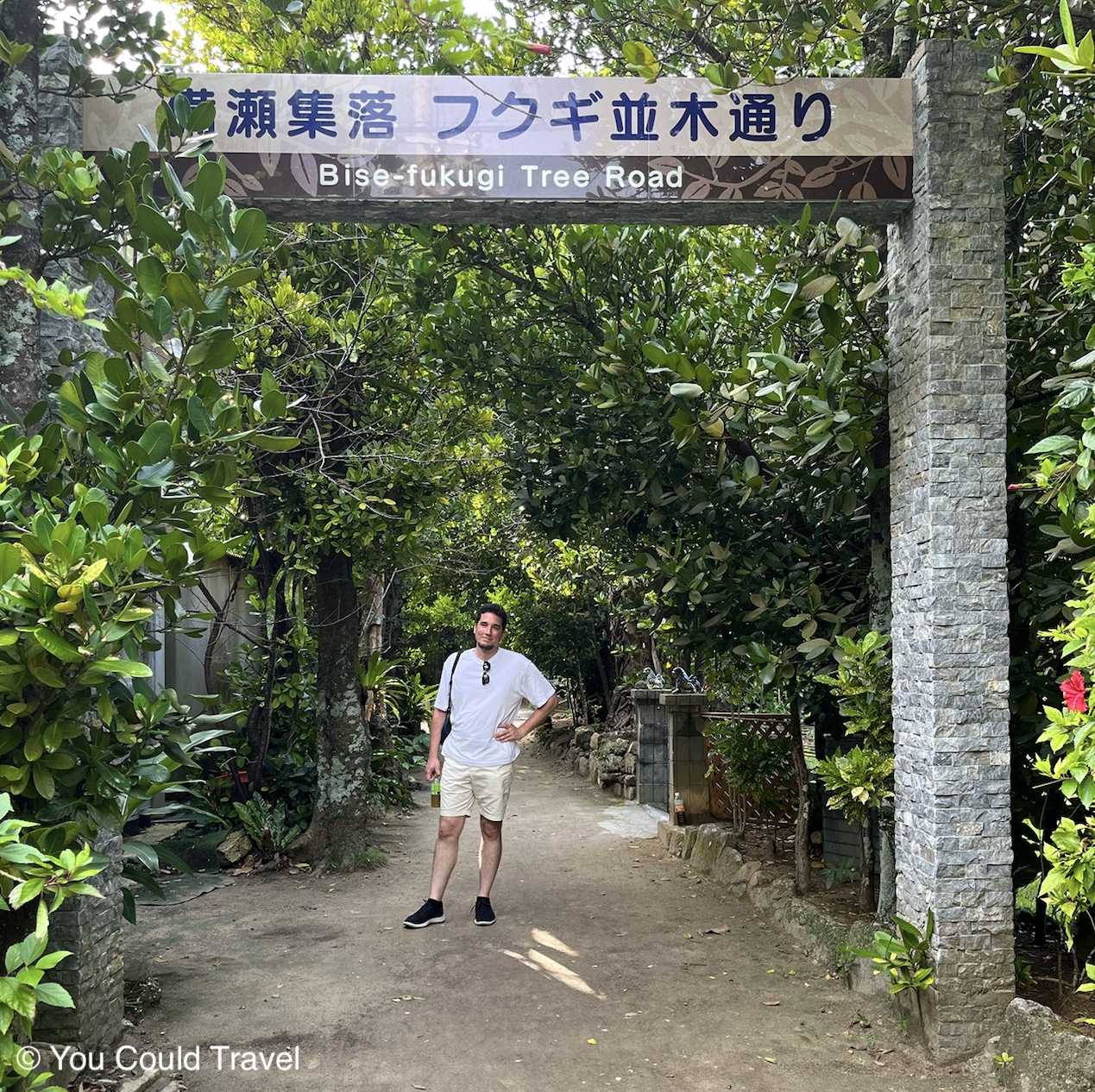 Bise-Fukugi Tree Road in Okinawa