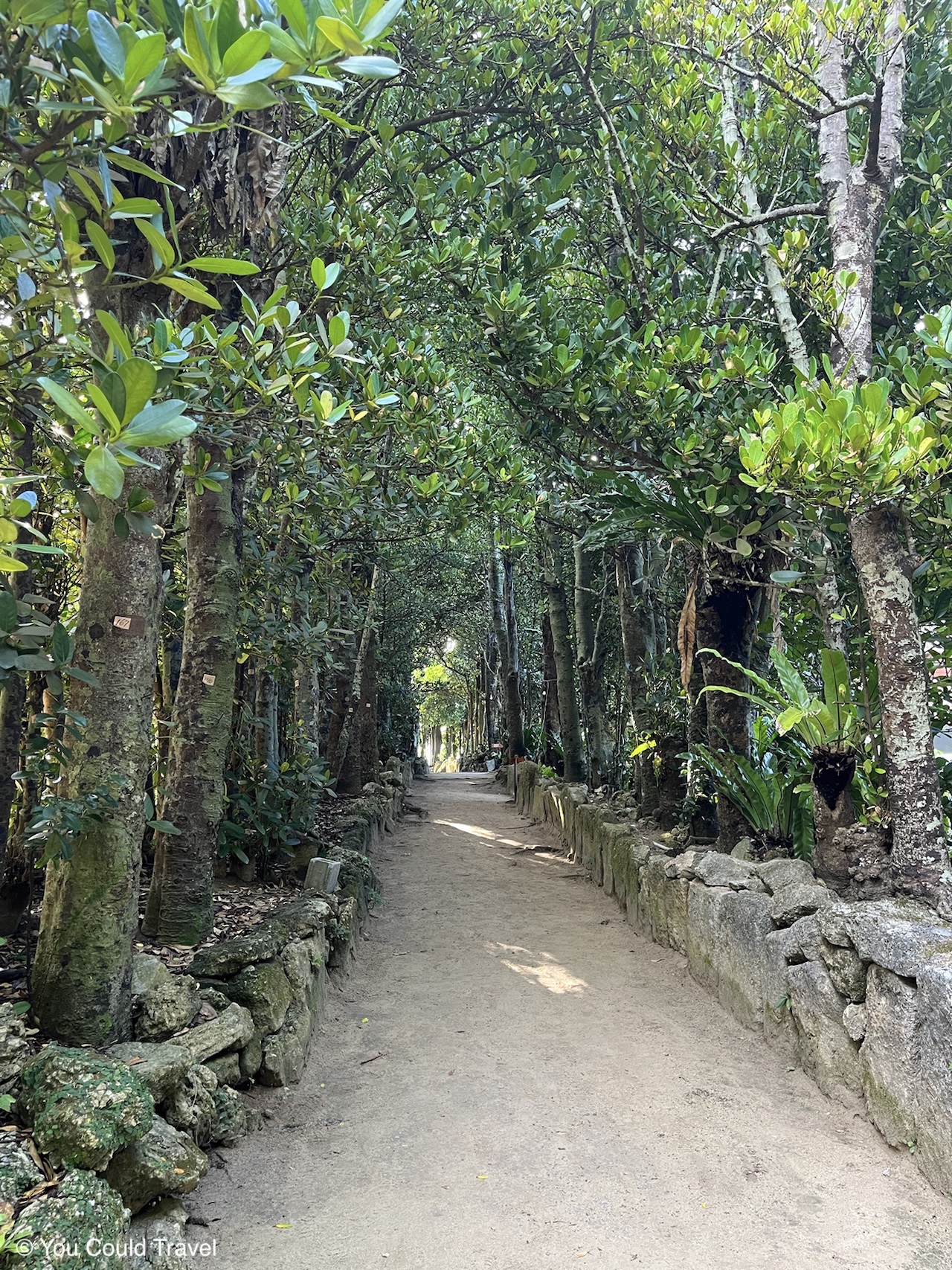 Bise Fukugi tree road