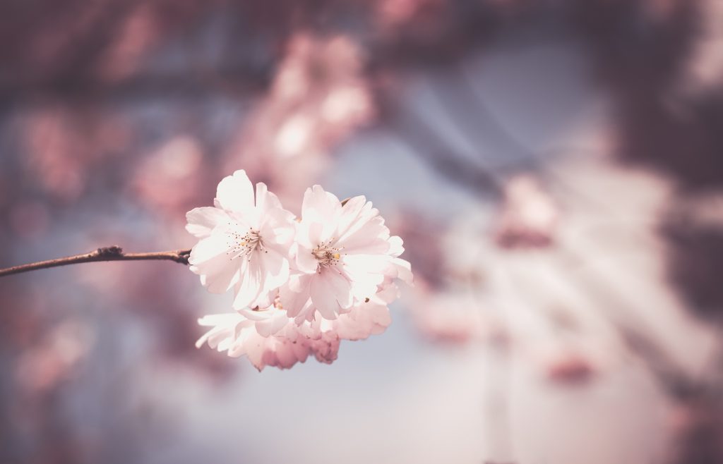 Blossom Sakura Japan Spot