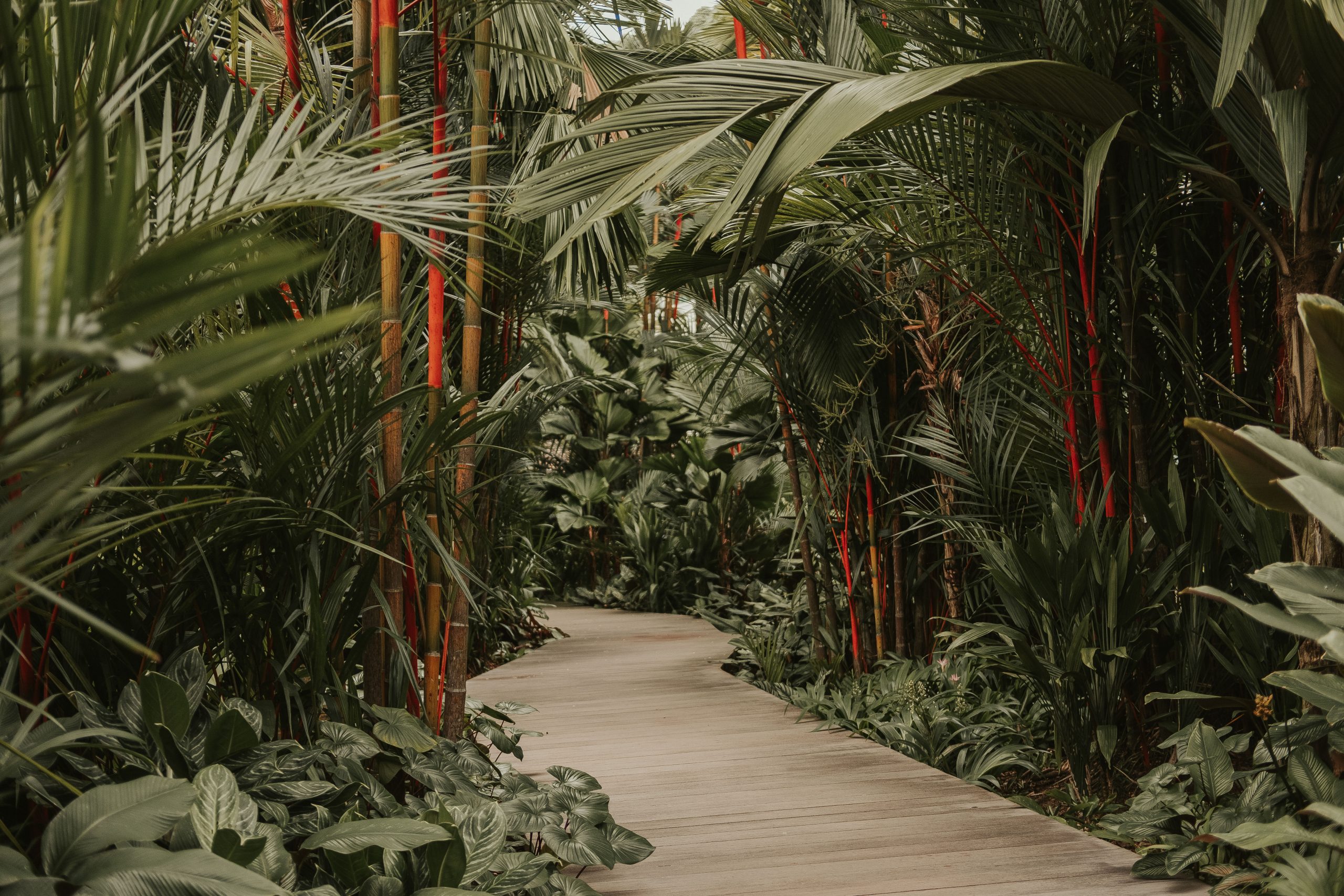 Botanical Gardens Singapore Botanical Gardens Singapore