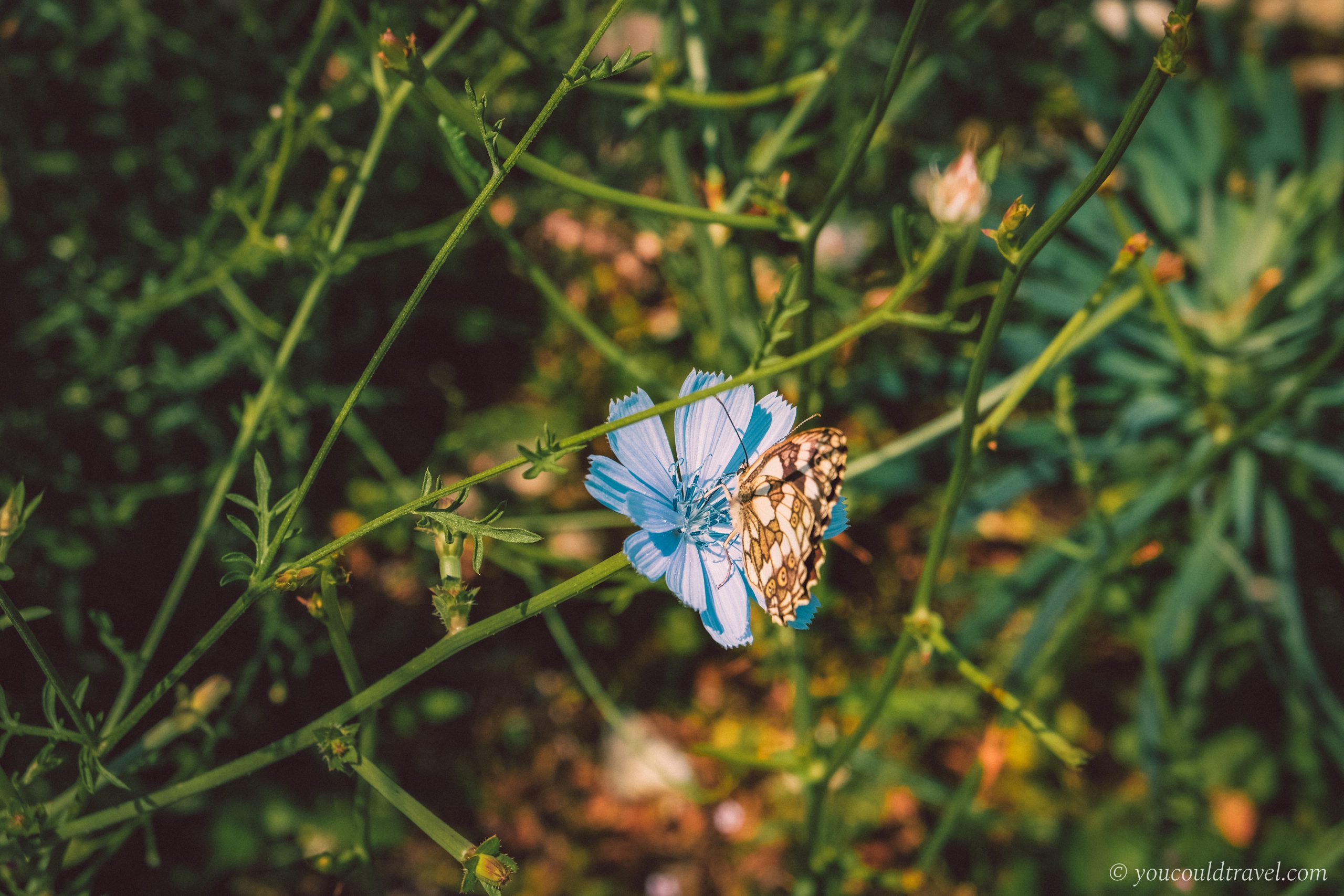 Butterflies in Montenegro Butterflies in Montenegro