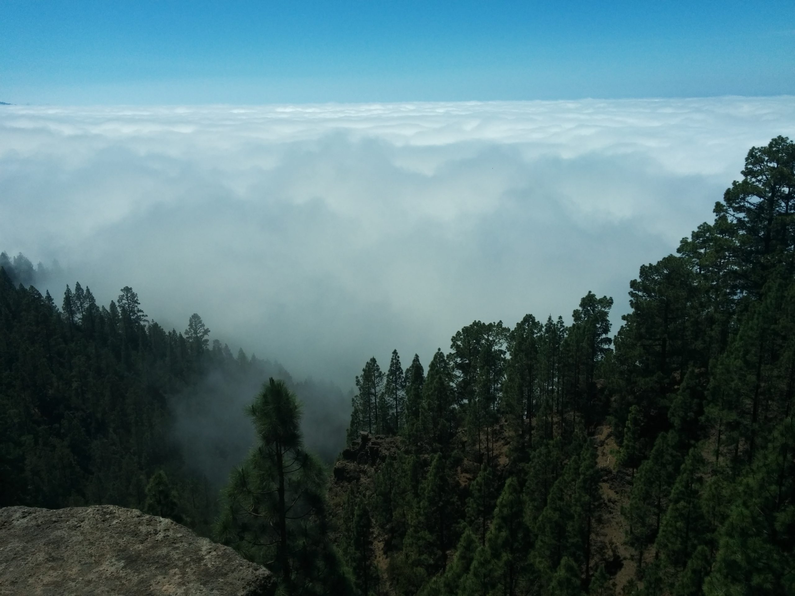 Cloud Forest Tenerife