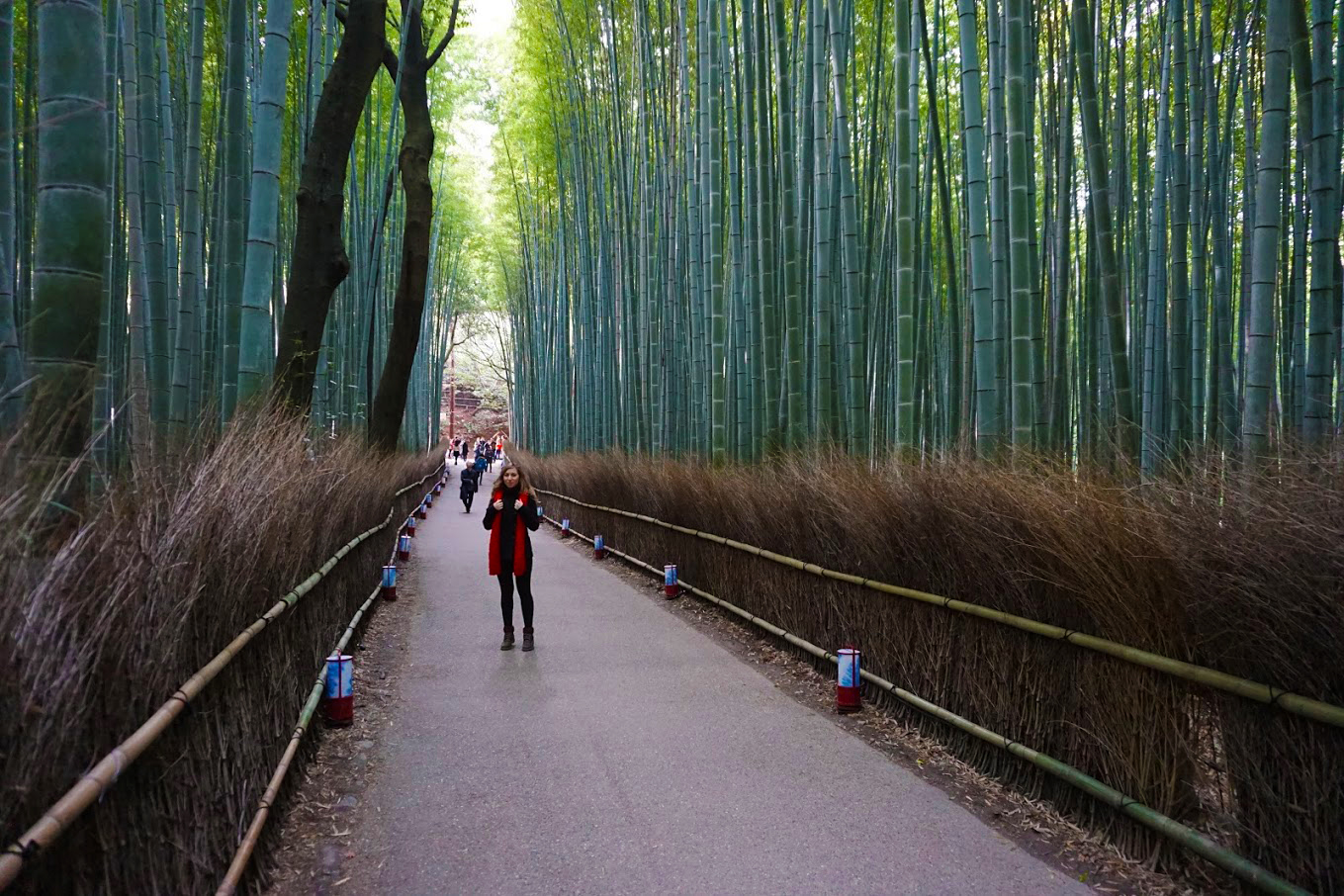 Cory Arashiyama Bamboo