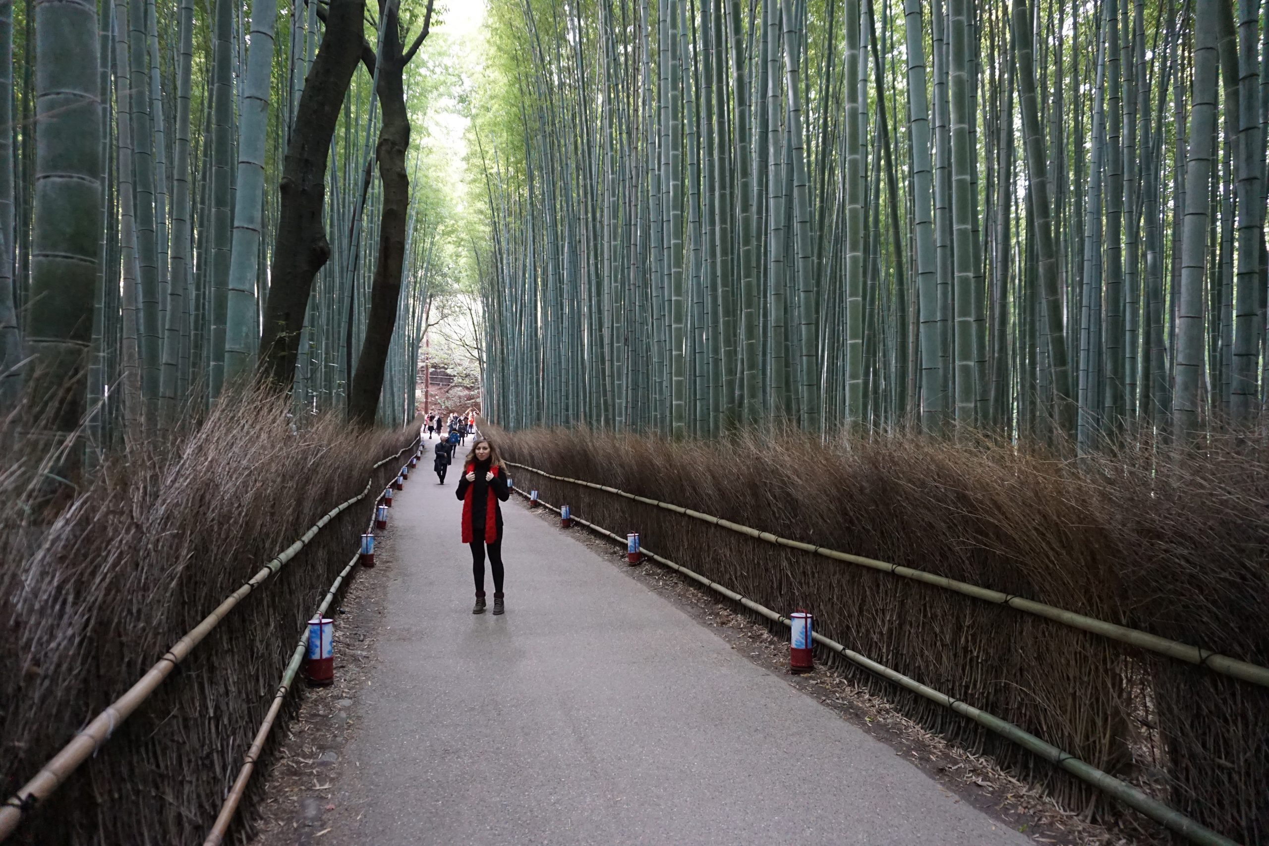 Cory from You Could Travel visiting Arashiyama Bamboo Forest in Kyoto