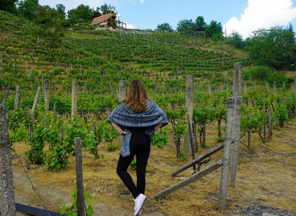 Cory Tokaj Vineyard