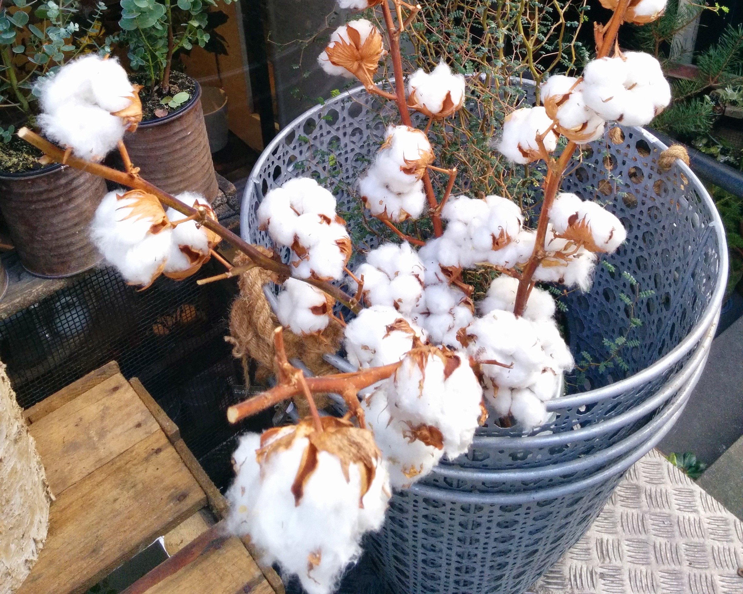 Cotton Copenhagen