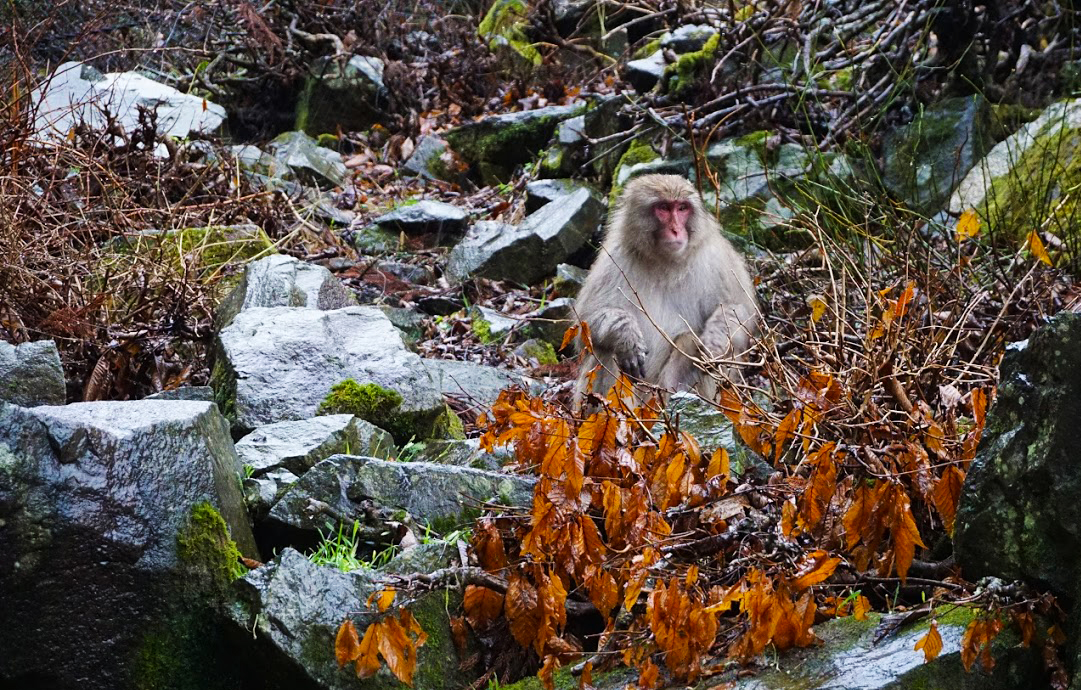 Cute Macaque Snow Monkey Park