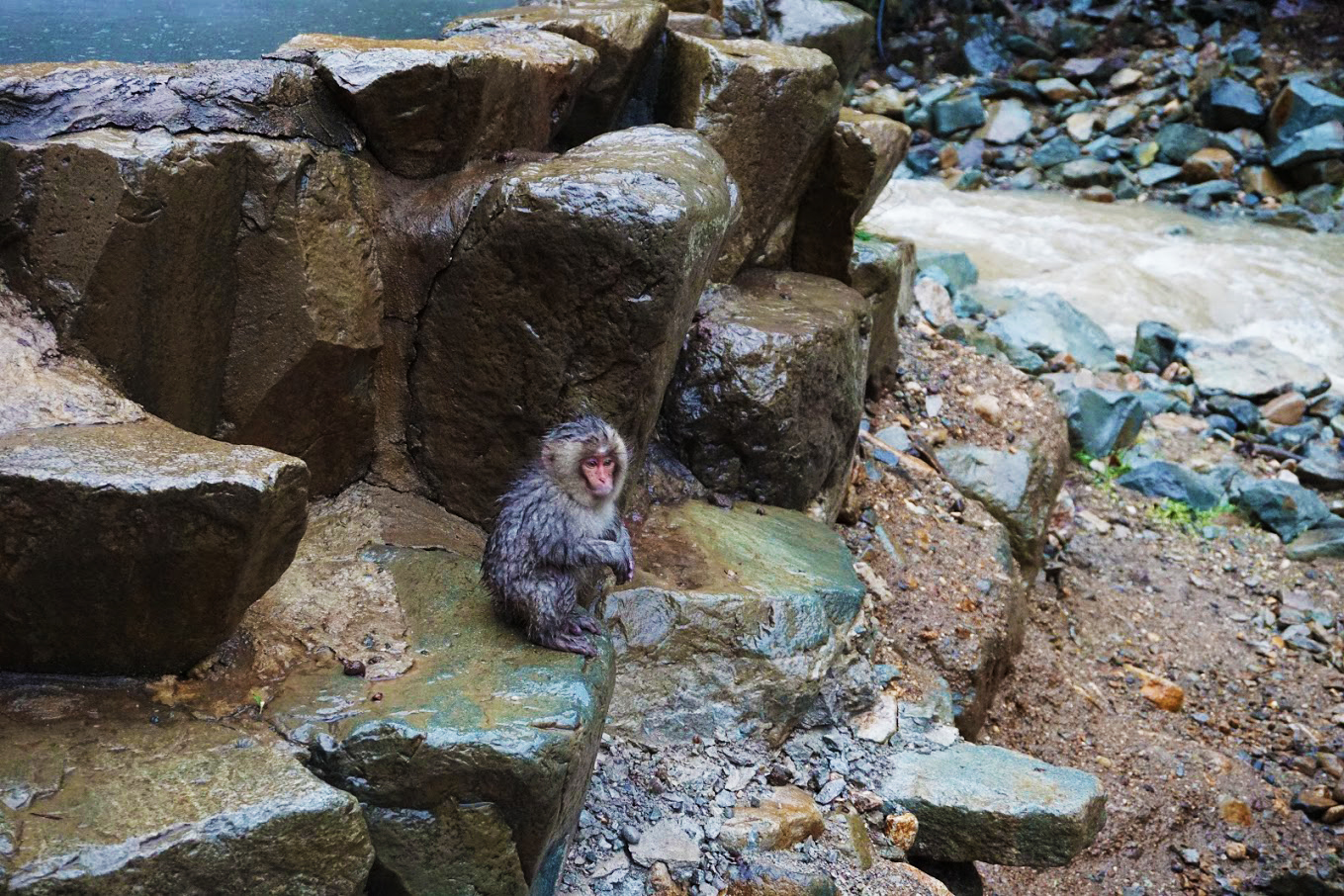 Cute Snow Monkey Park