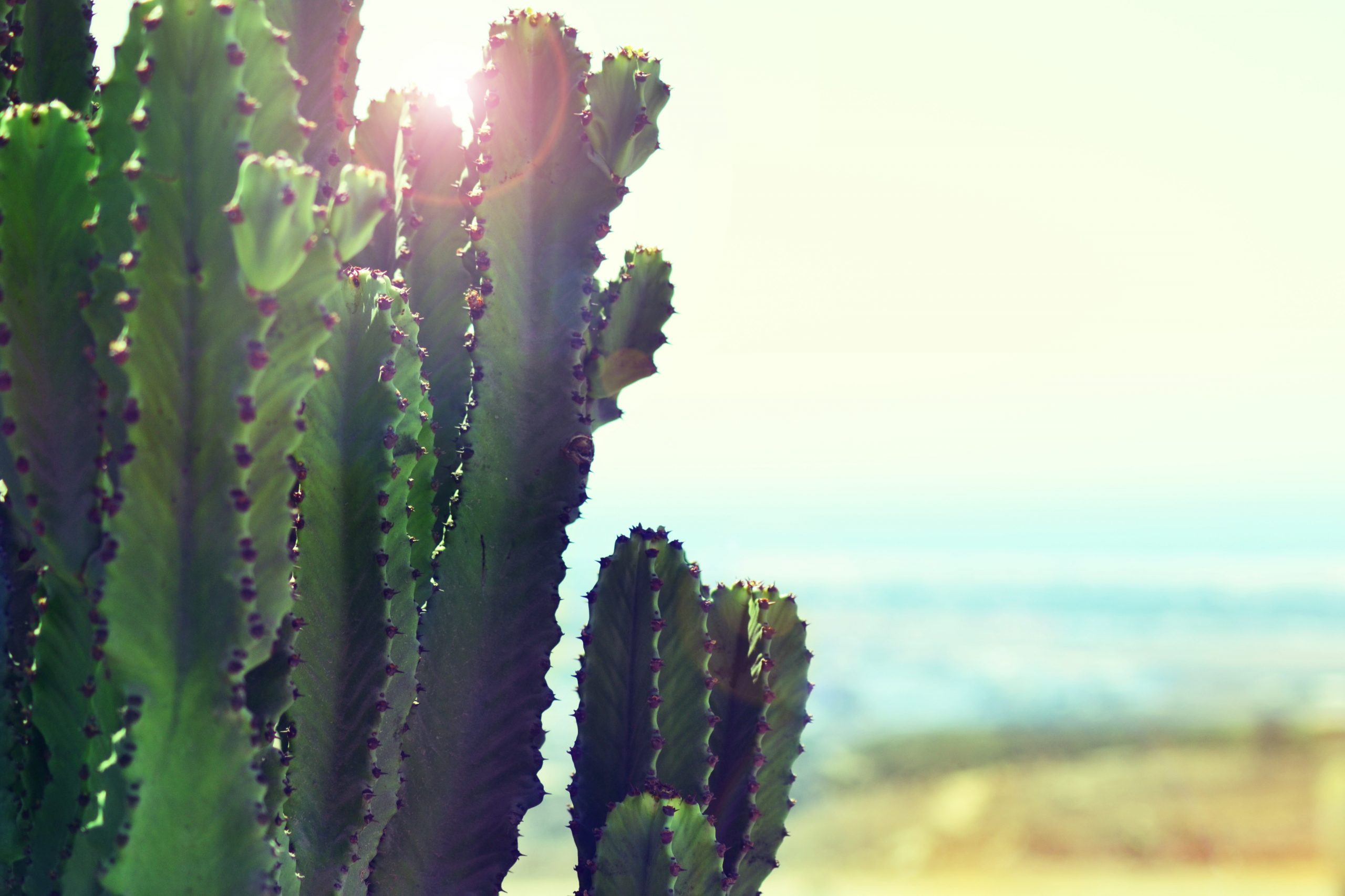 Cactus Gran Canaria