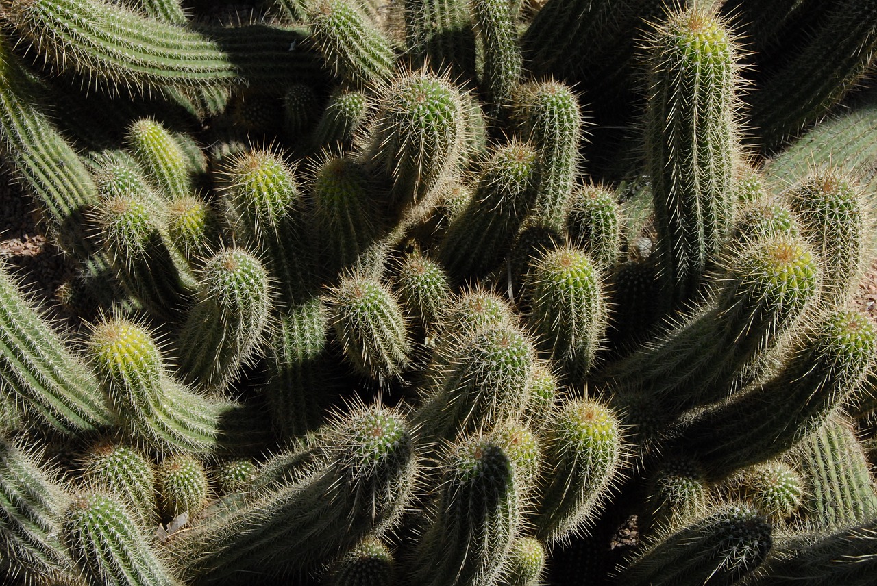 Cactus Monte Carlo