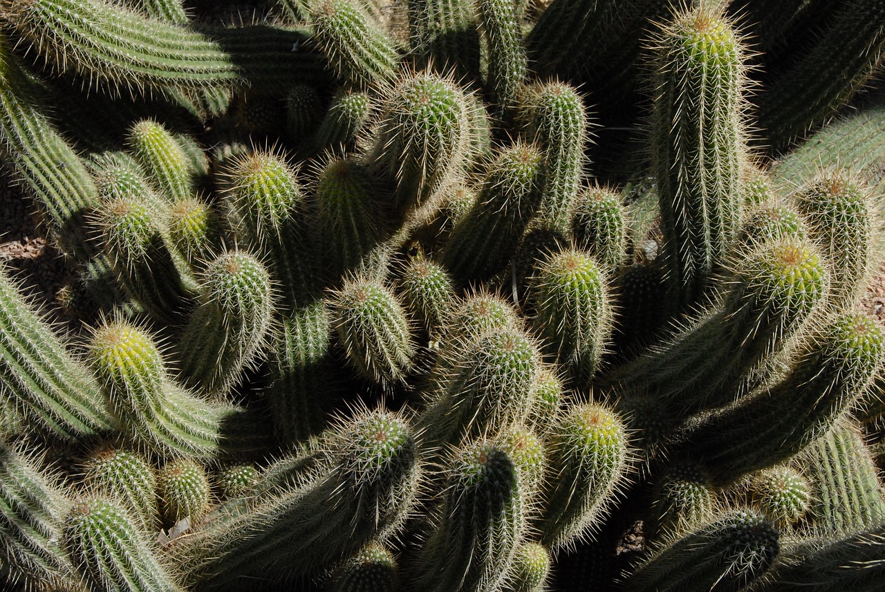 Cactus Monte Carlo Cactus Monte Carlo