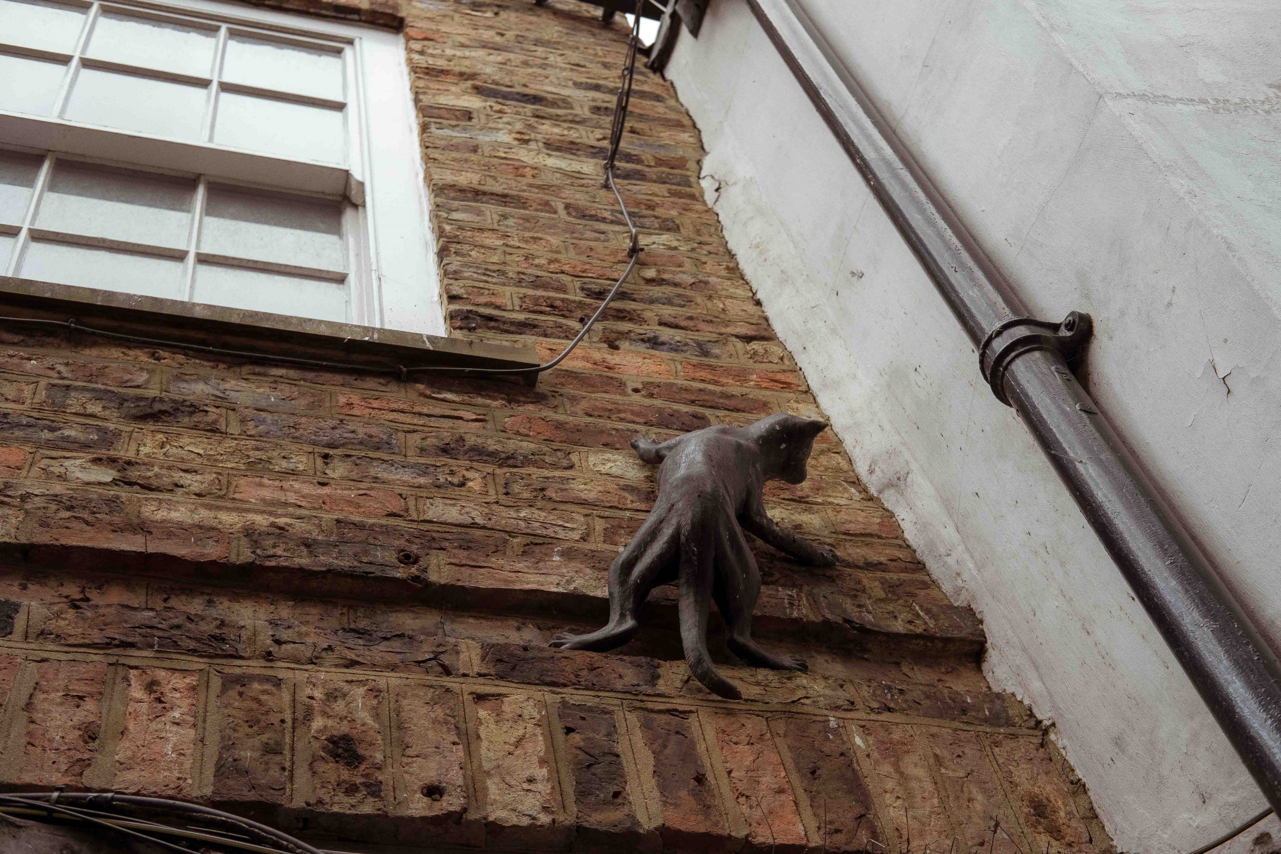 Cat on a building in York as part of the cat trail