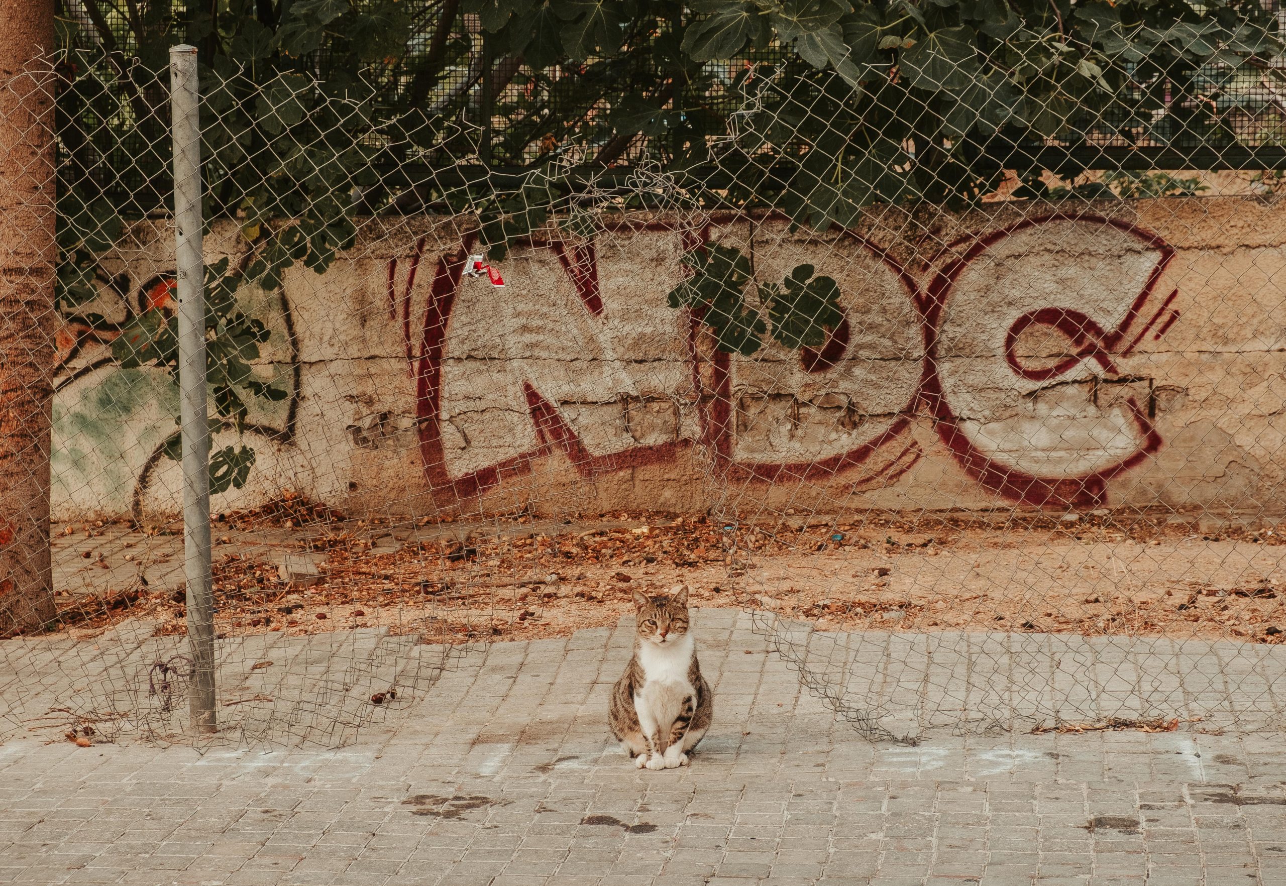 Cats in Athens Greece Cats in Athens Greece