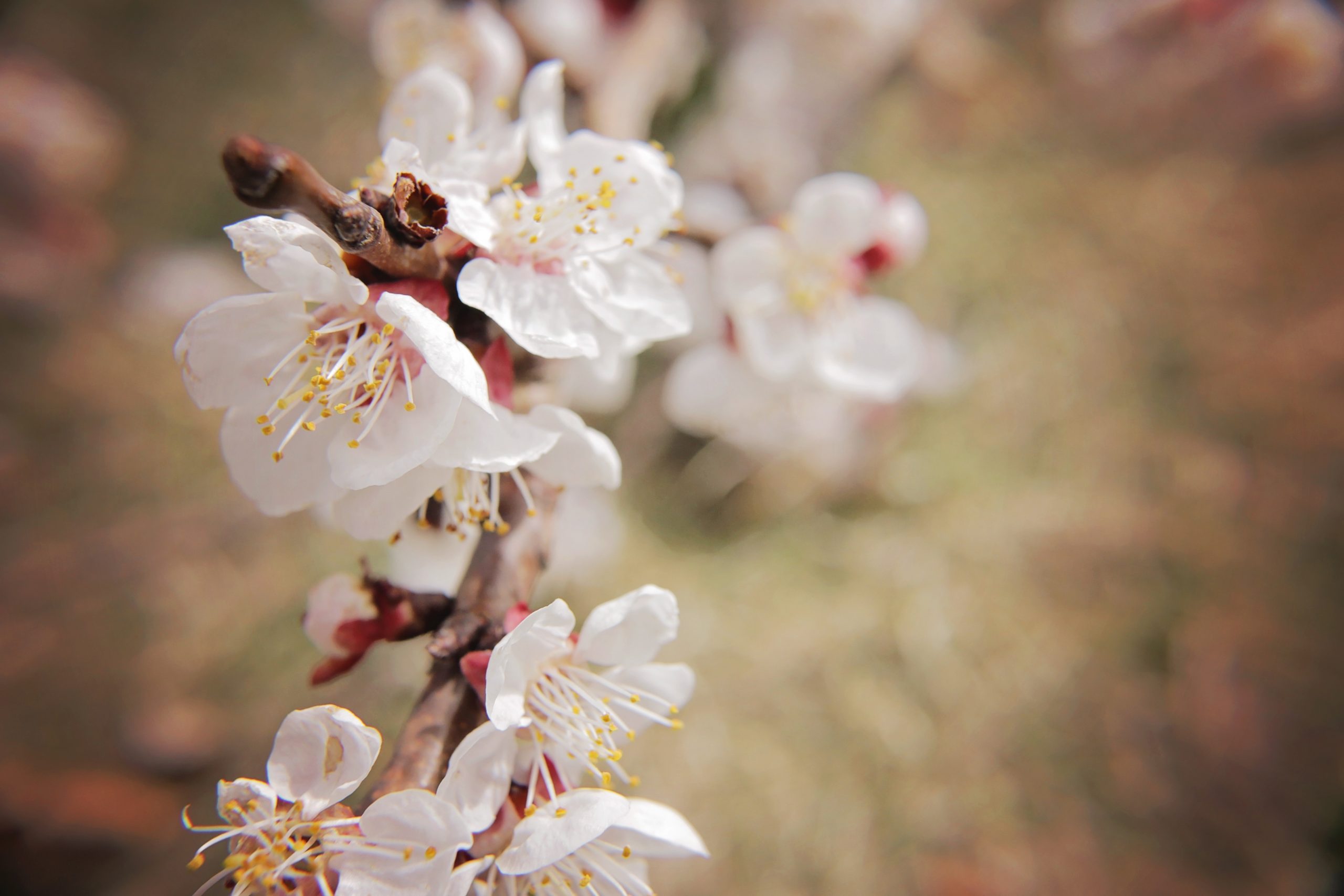 Cherry Blossom Festival 2024